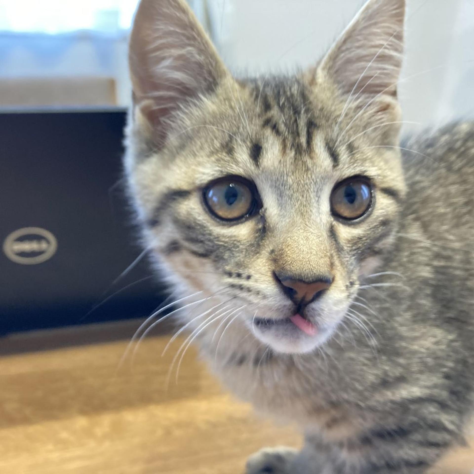pet-image-9