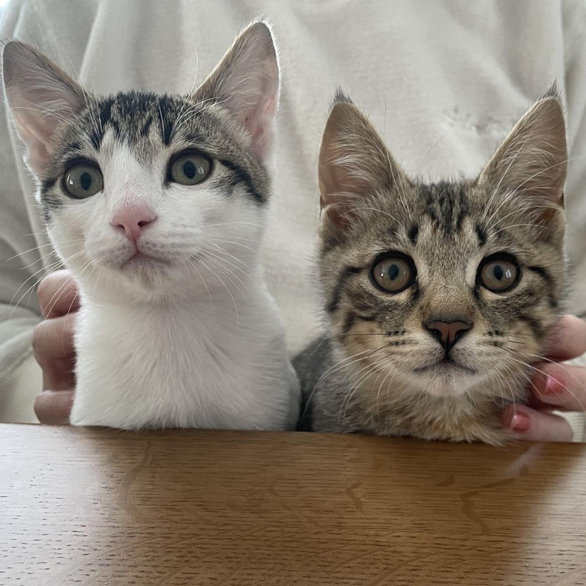 pet-image-2