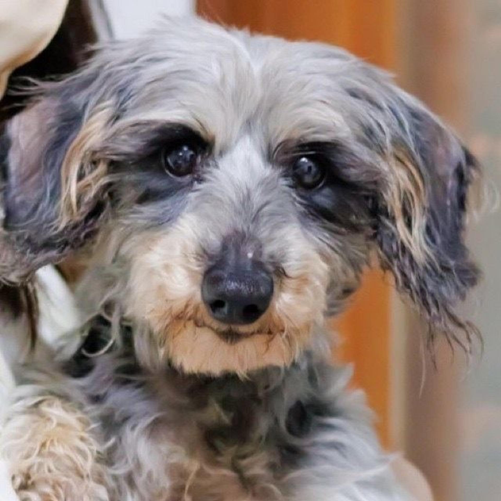 pet-image-2