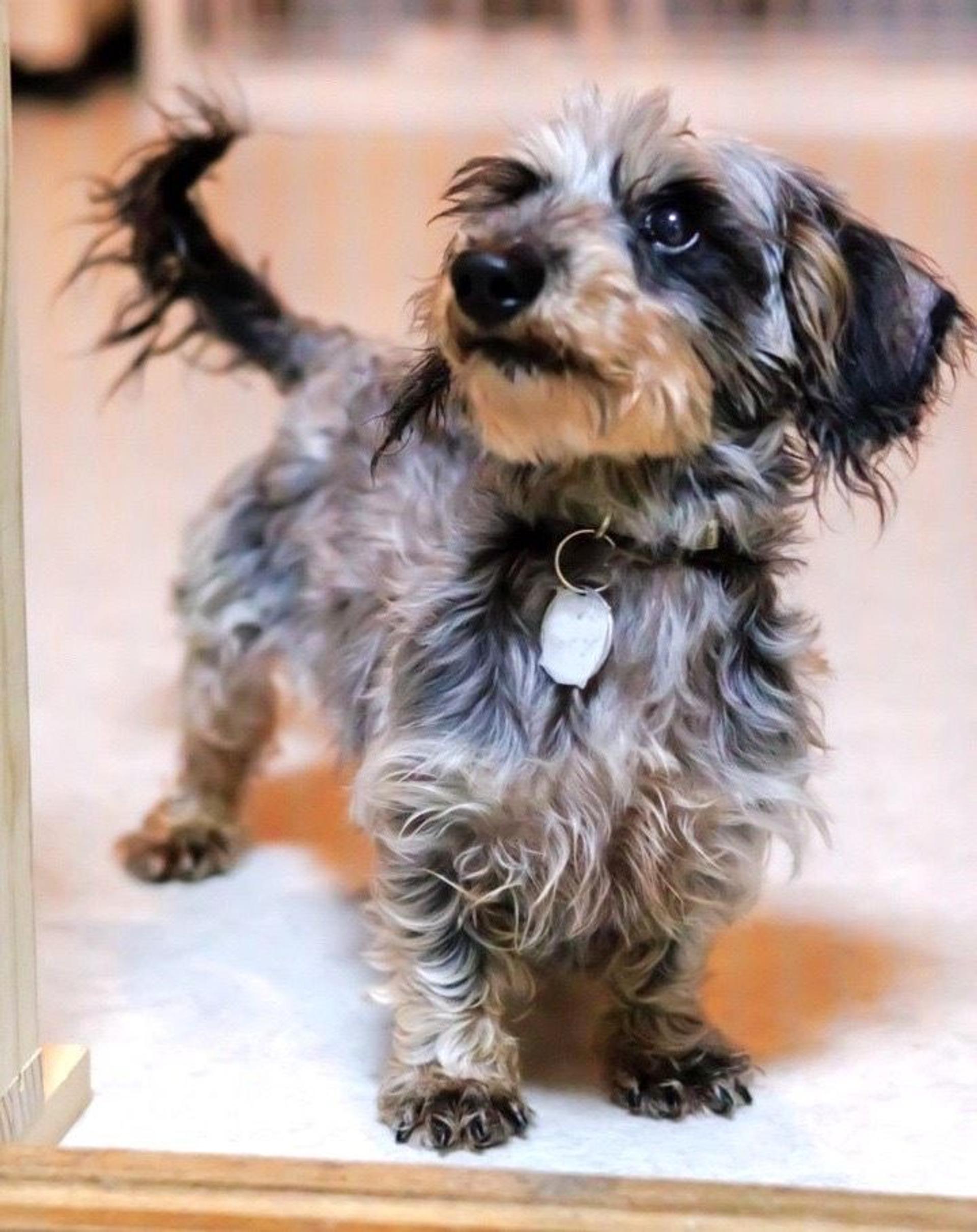 pet-image-4