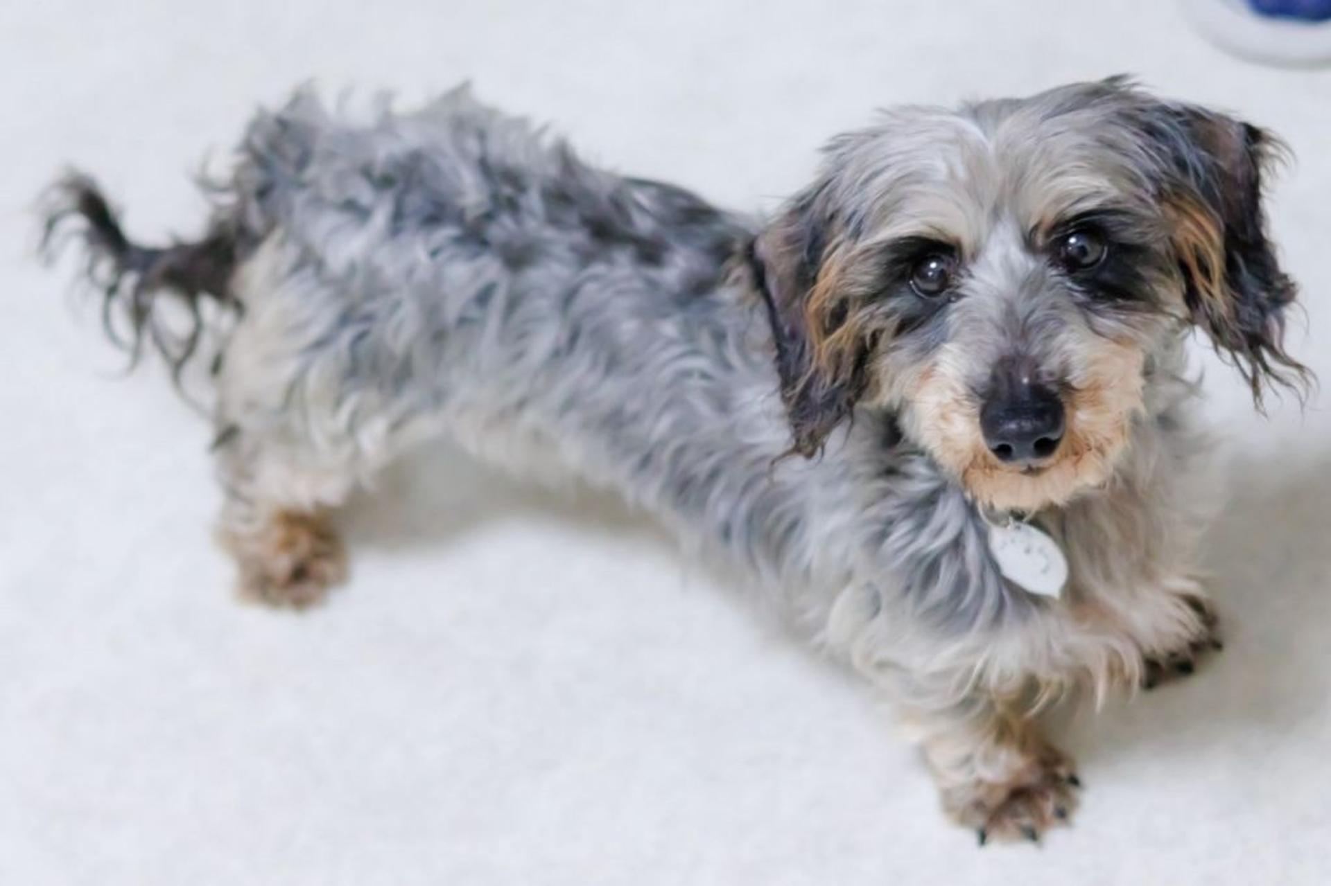 pet-image-5