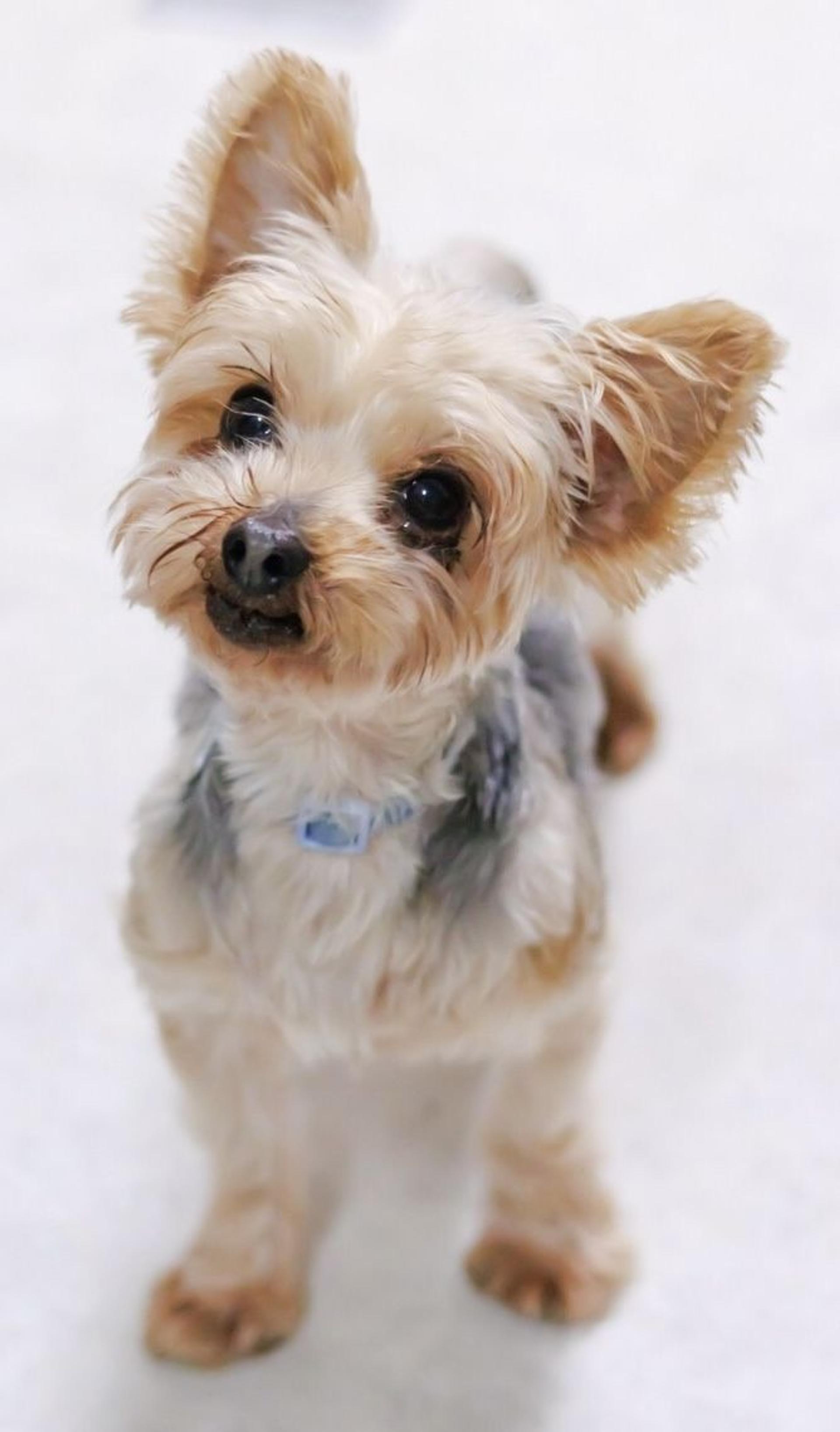 pet-image-6