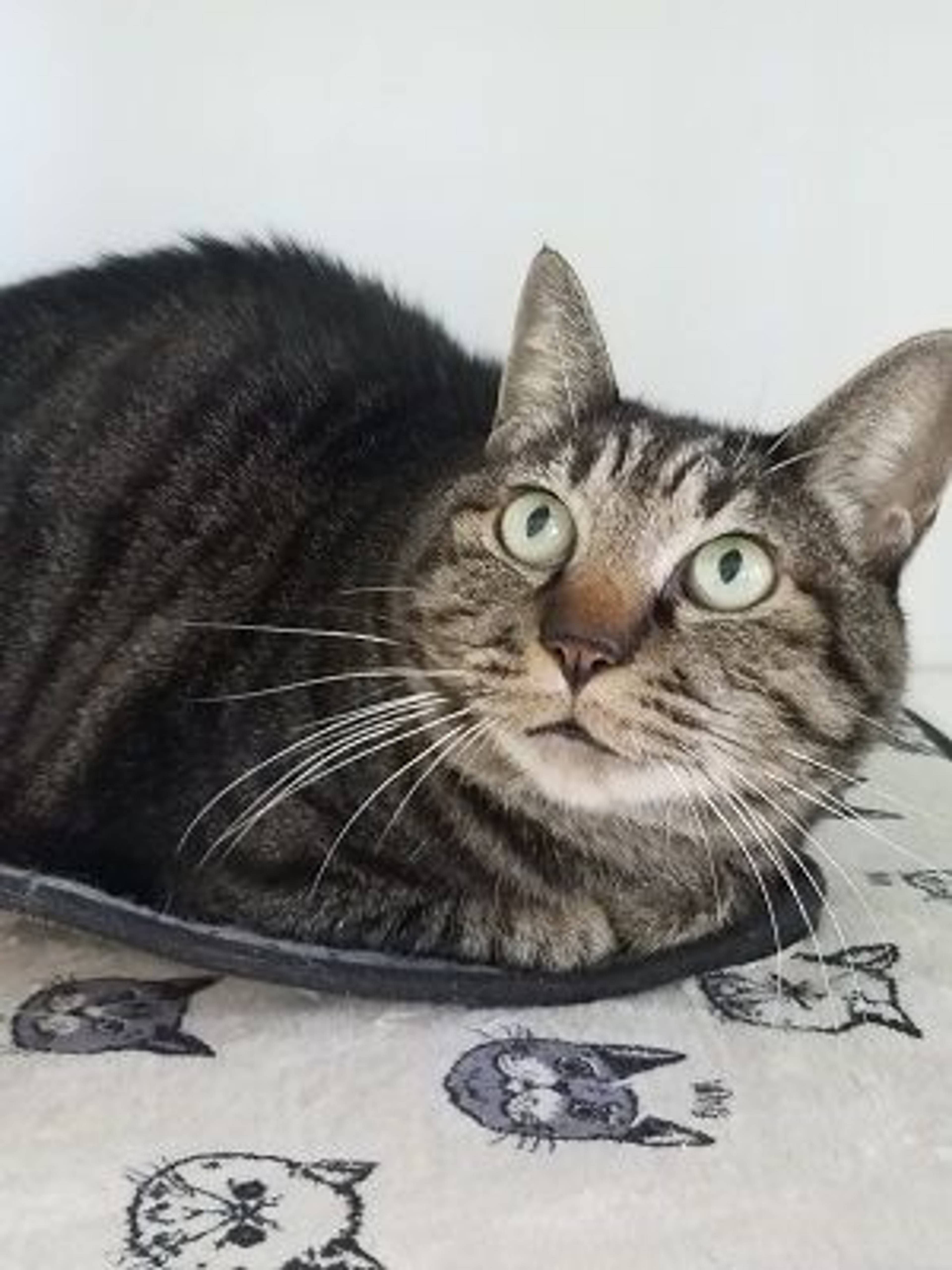 雑種（ミックス猫）・オスの里親募集の写真
