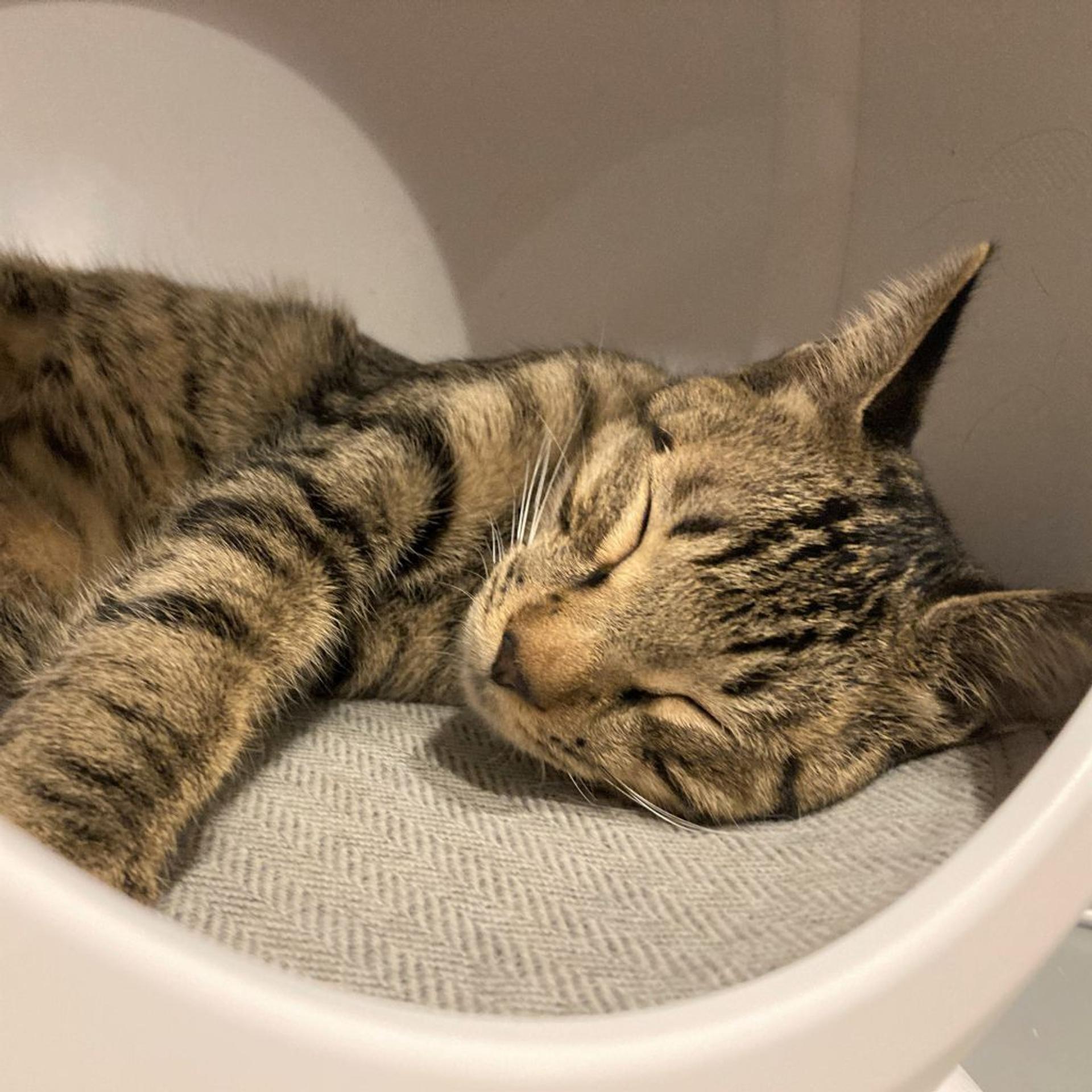 pet-image-3
