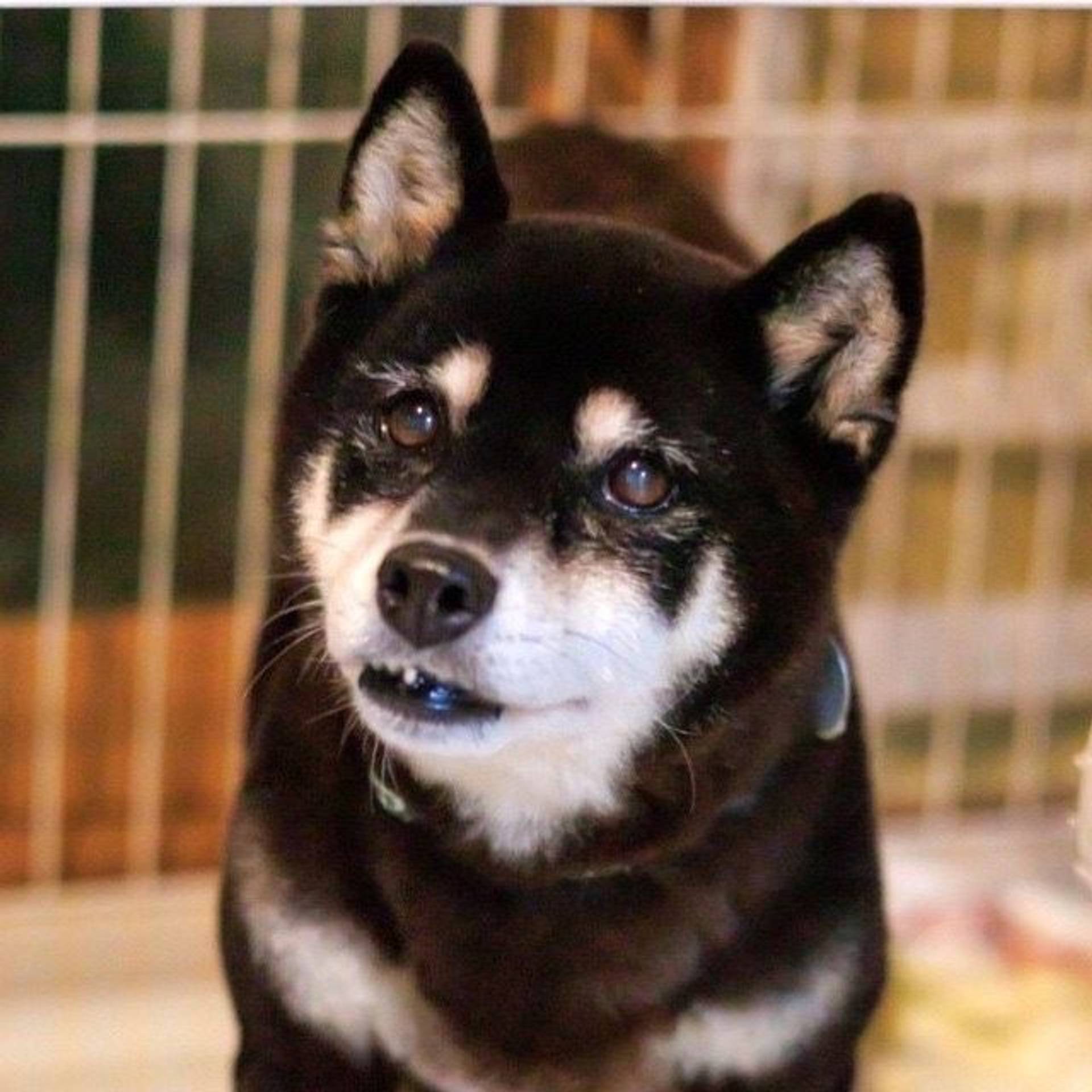 柴犬・メスの里親募集の写真