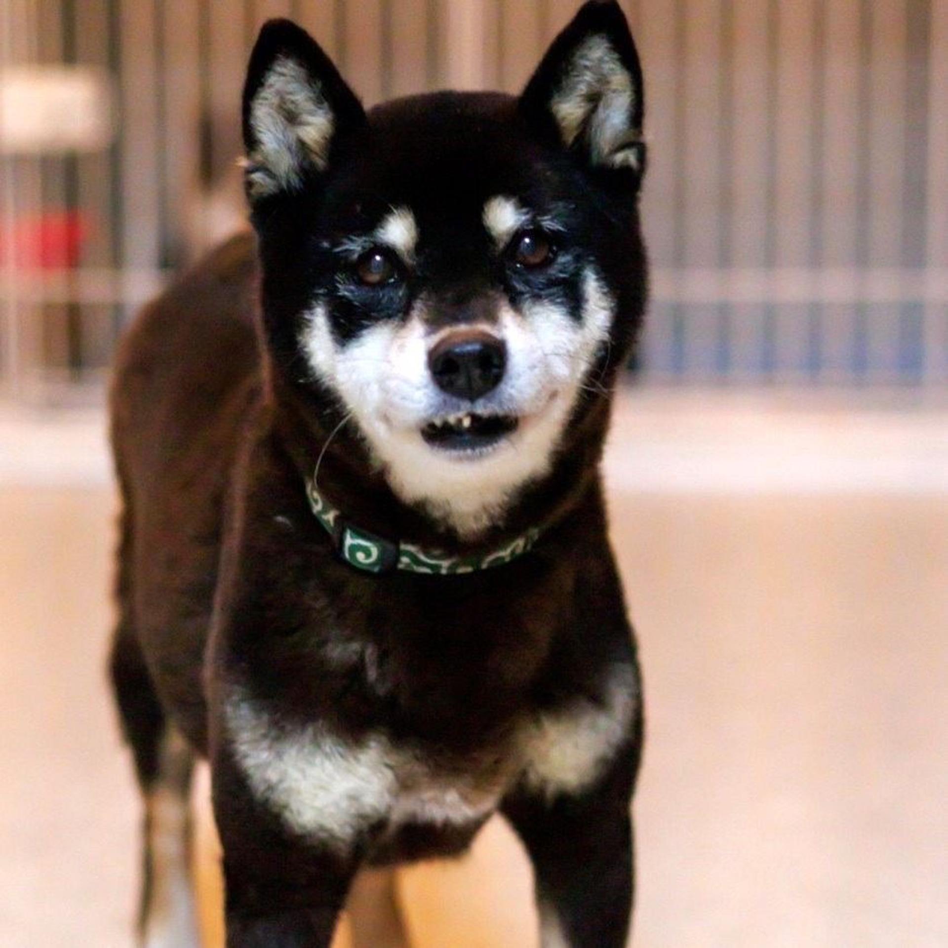 pet-image-7