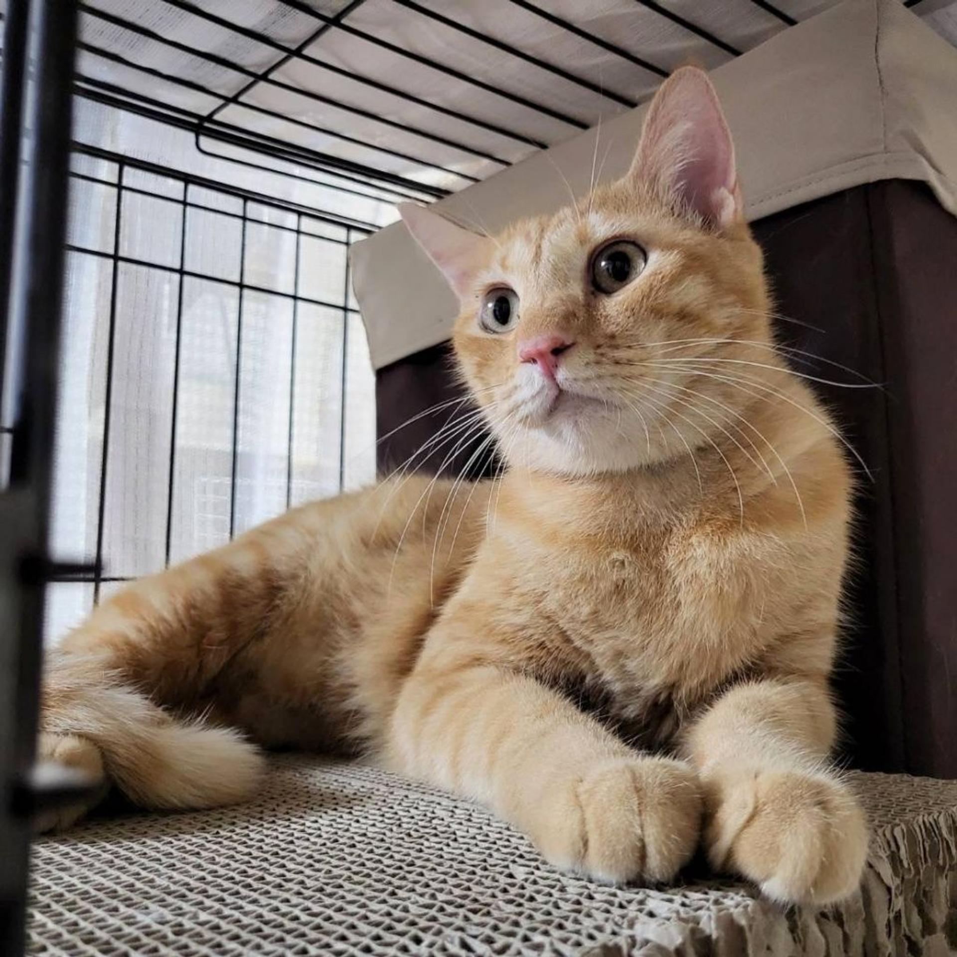 pet-image-5