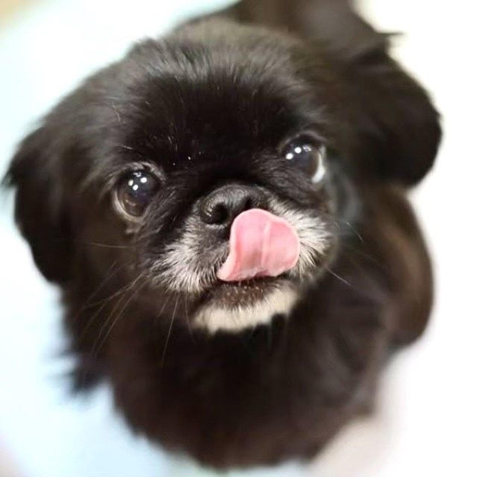 pet-image-2