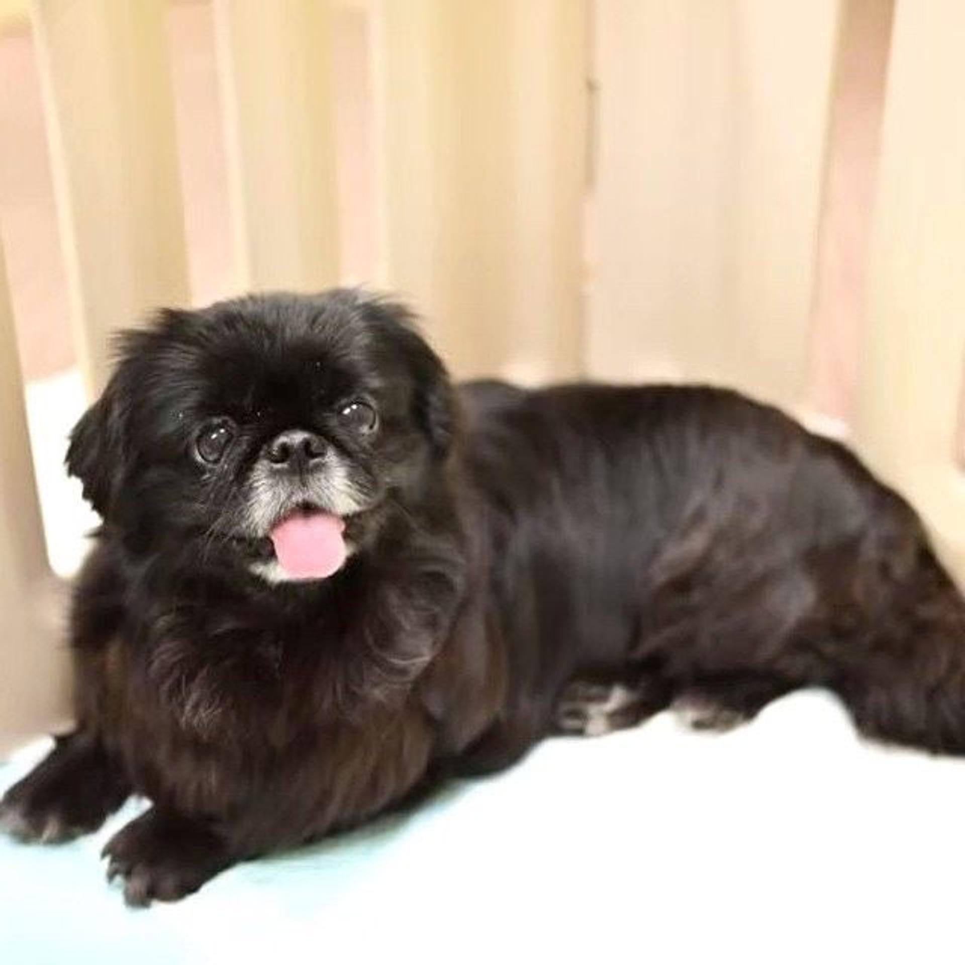pet-image-3