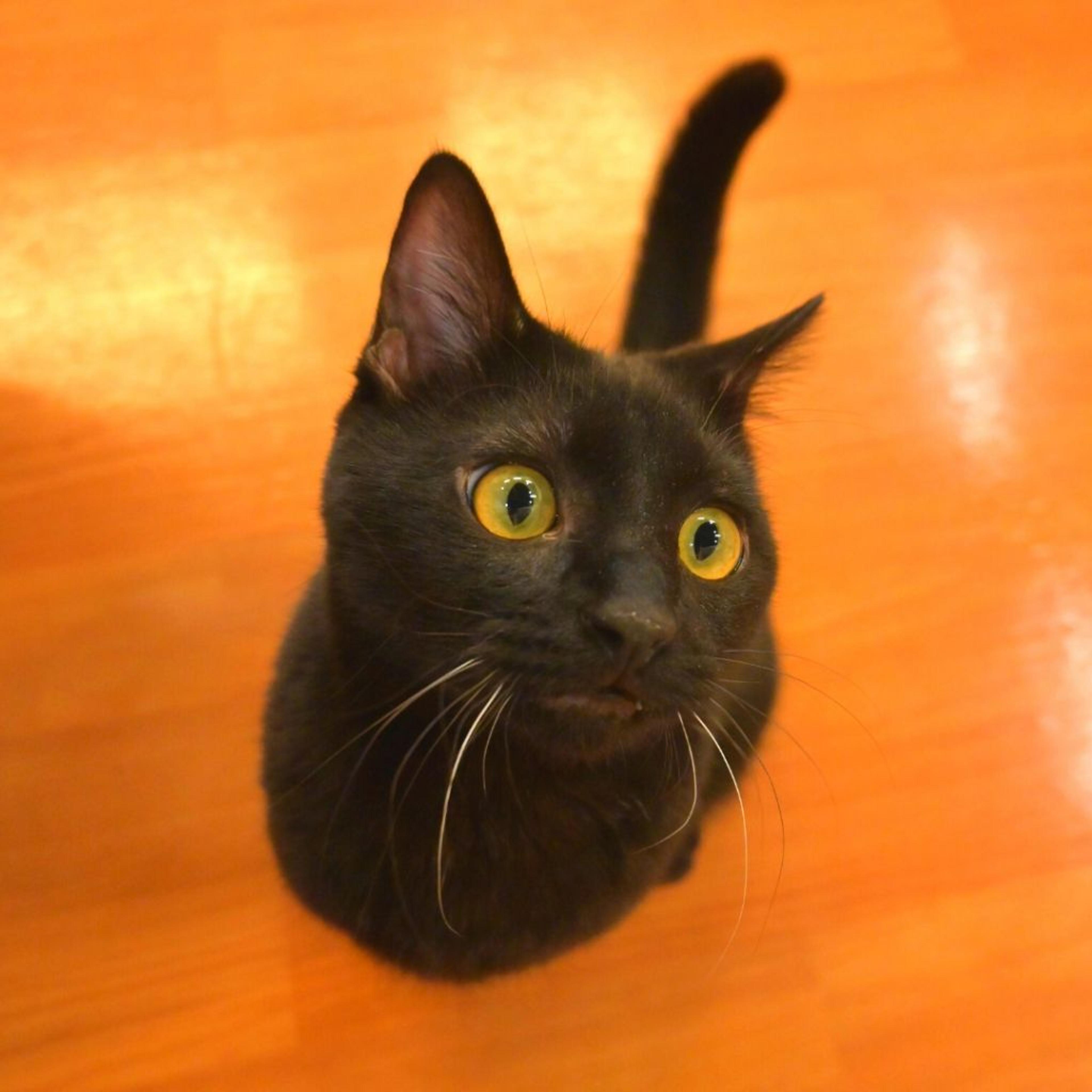 pet-image-2