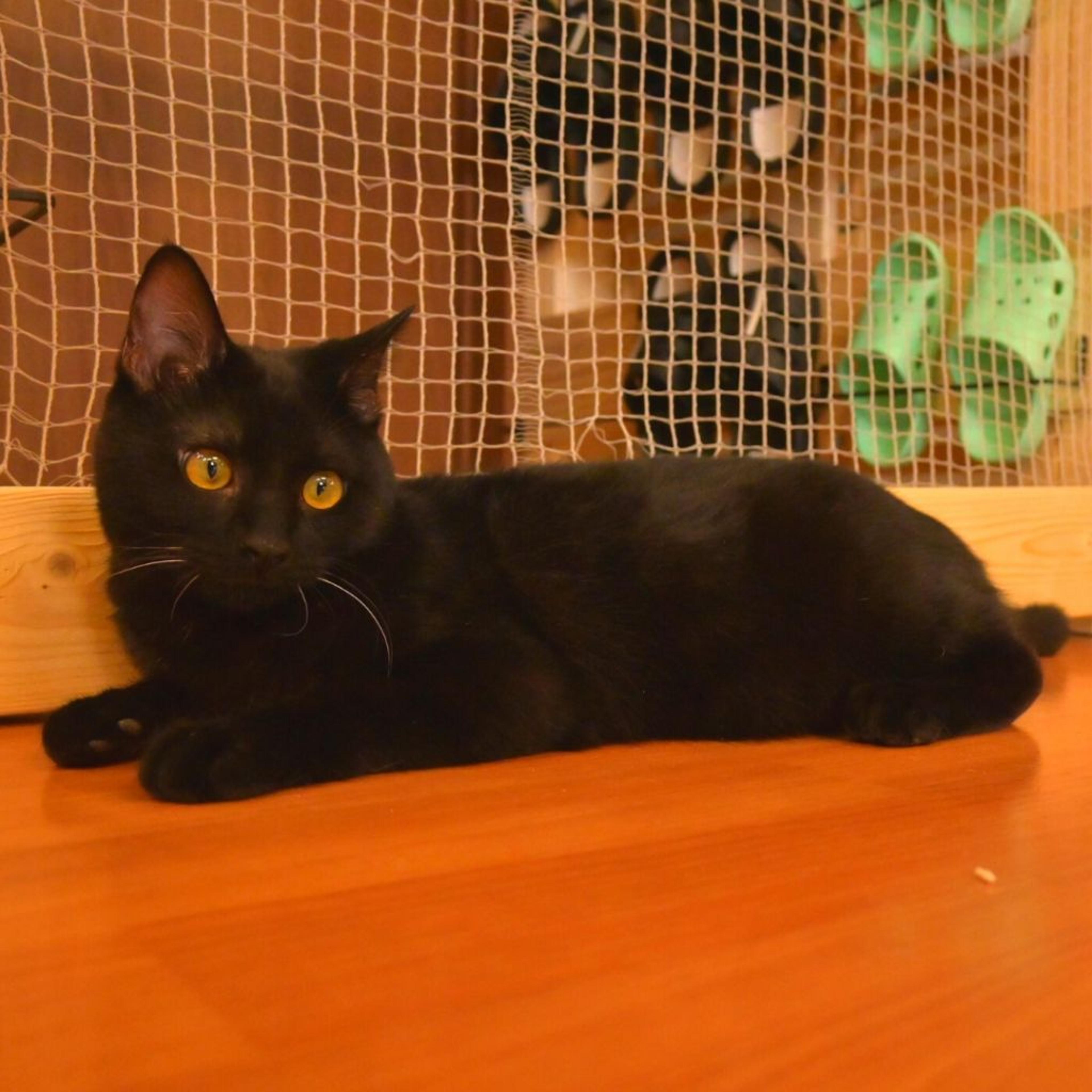 pet-image-3