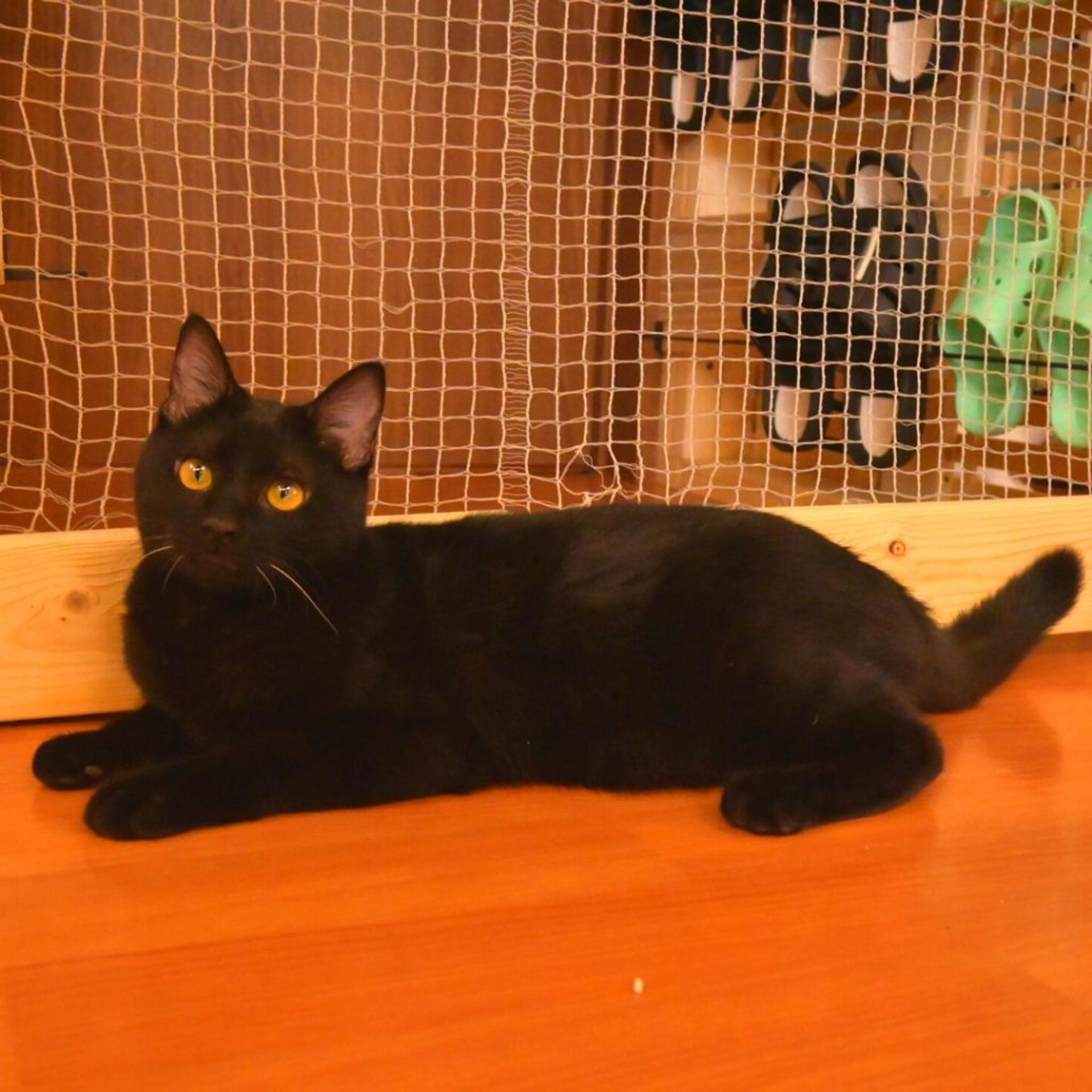 pet-image-4