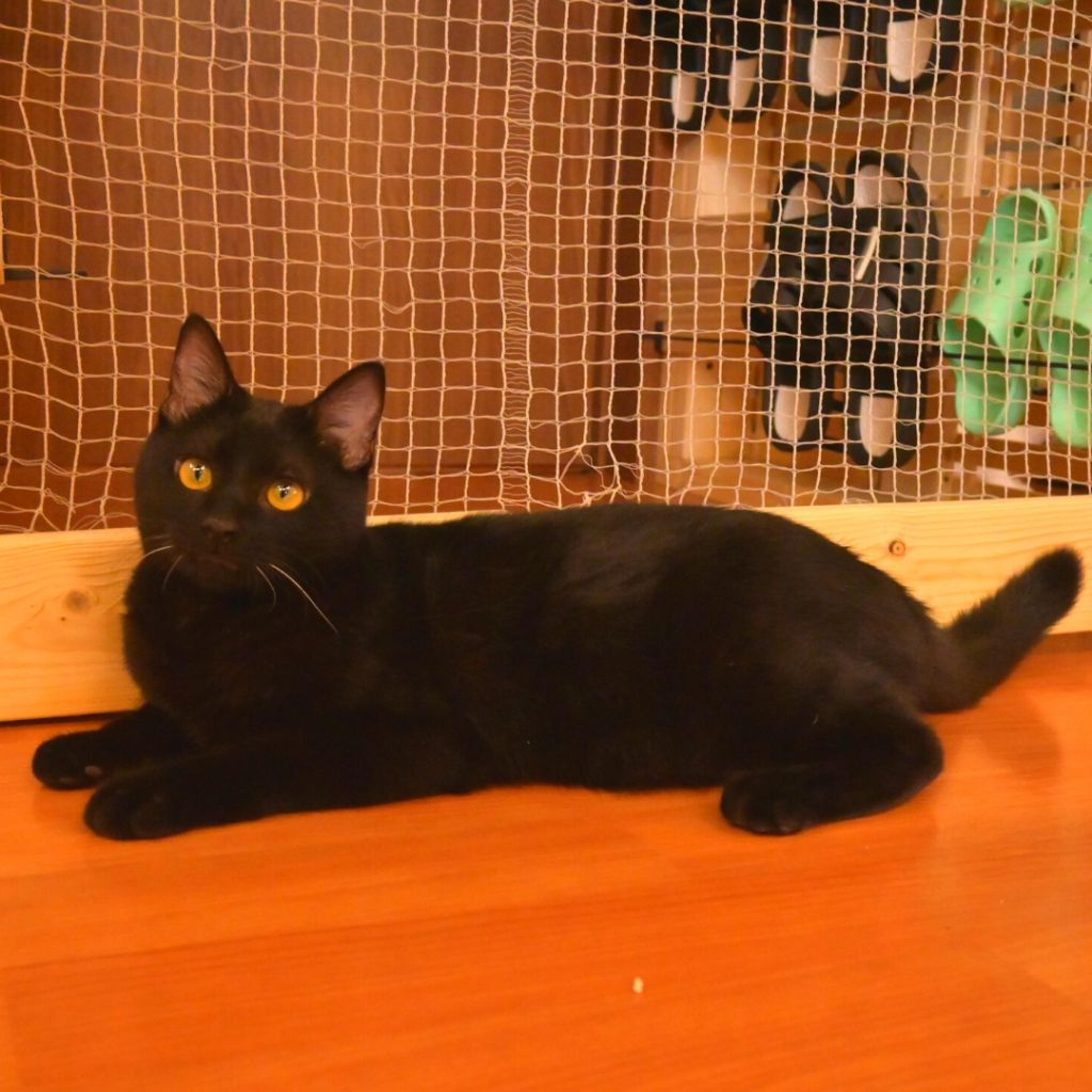 pet-image-4
