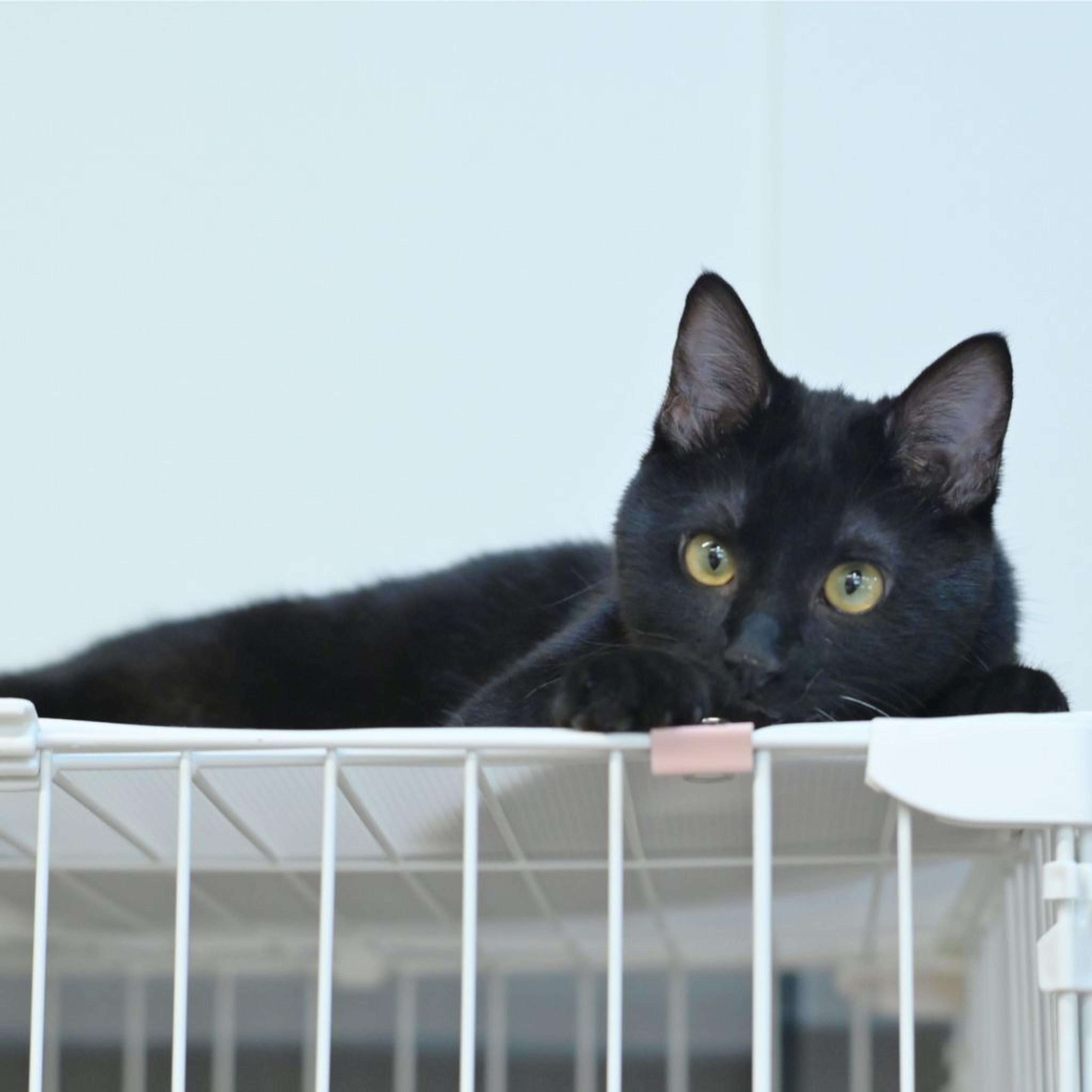 pet-image-5