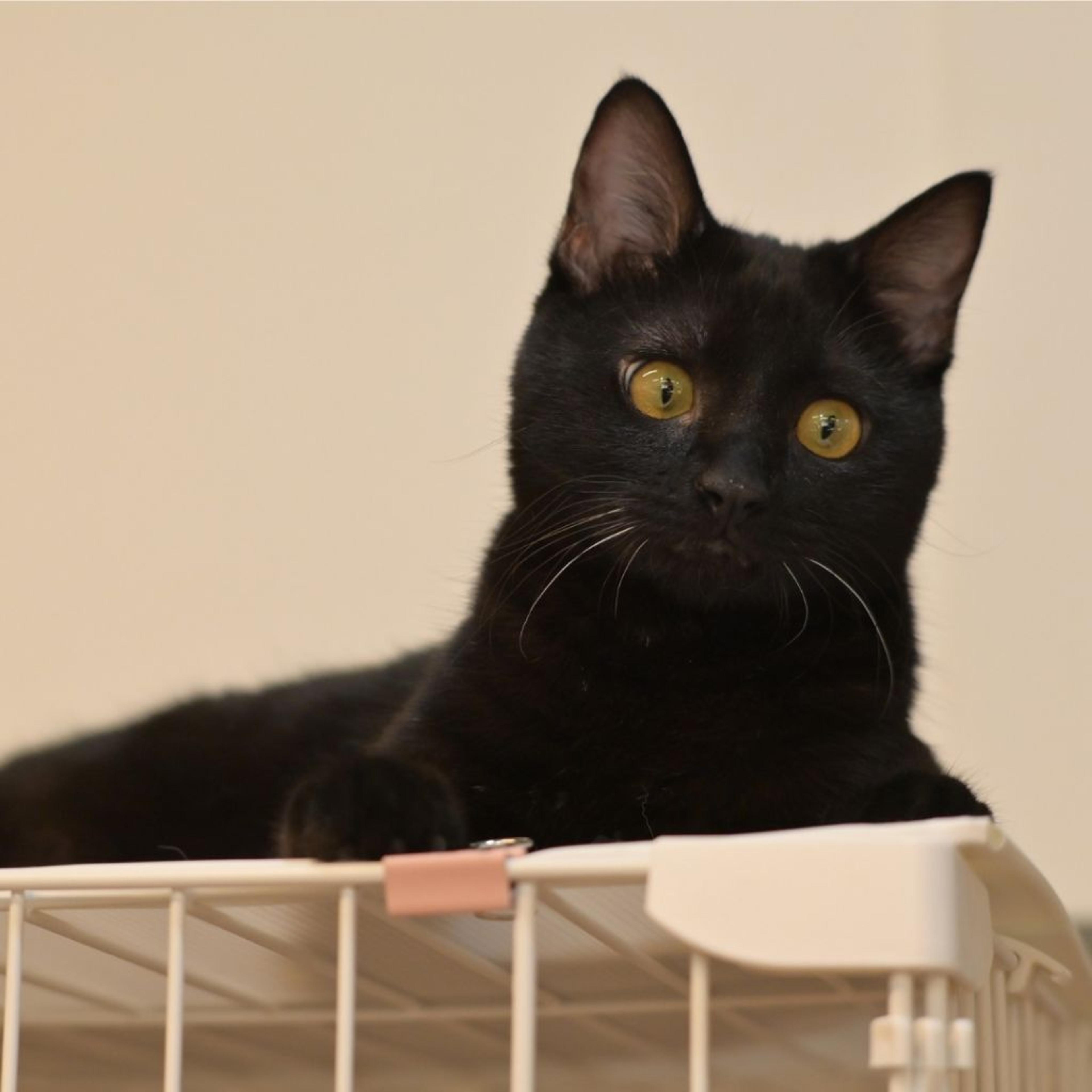 pet-image-6