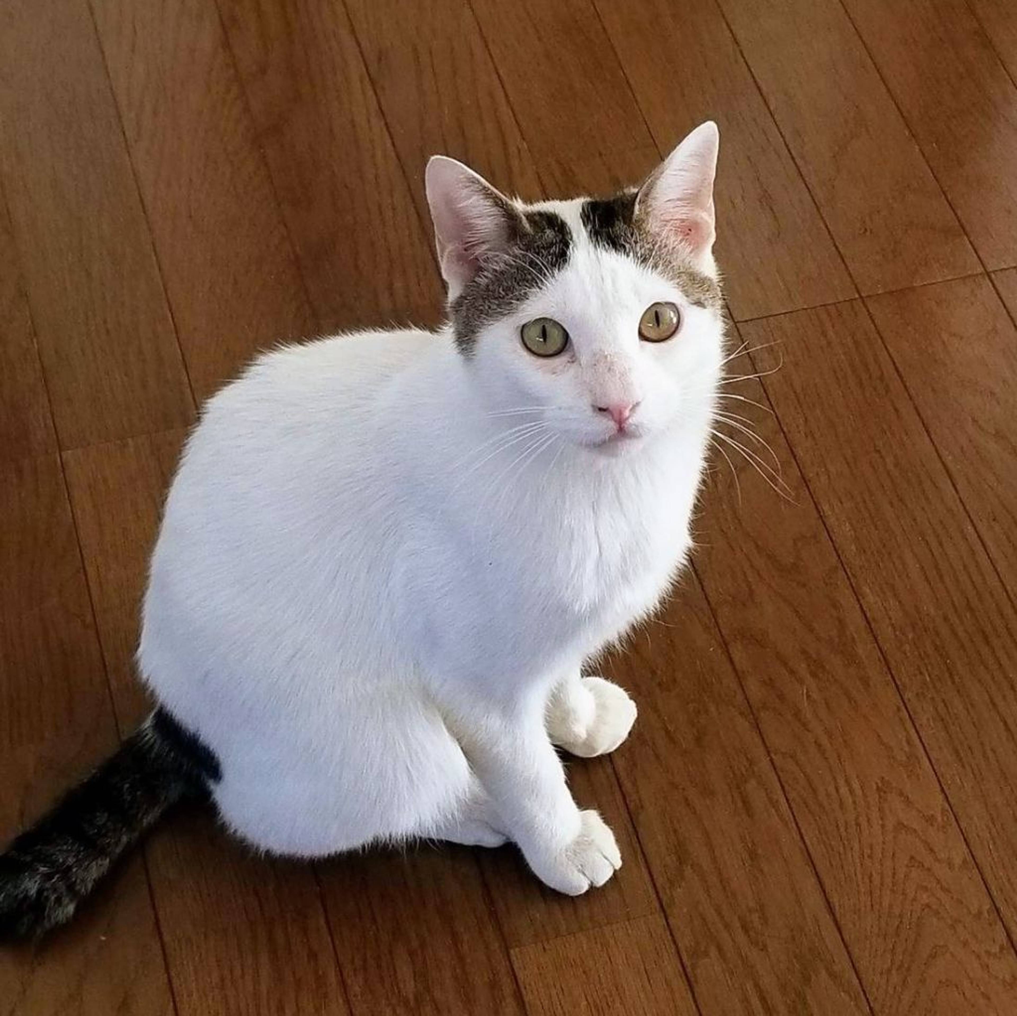 雑種（ミックス猫）・オスの里親募集の写真