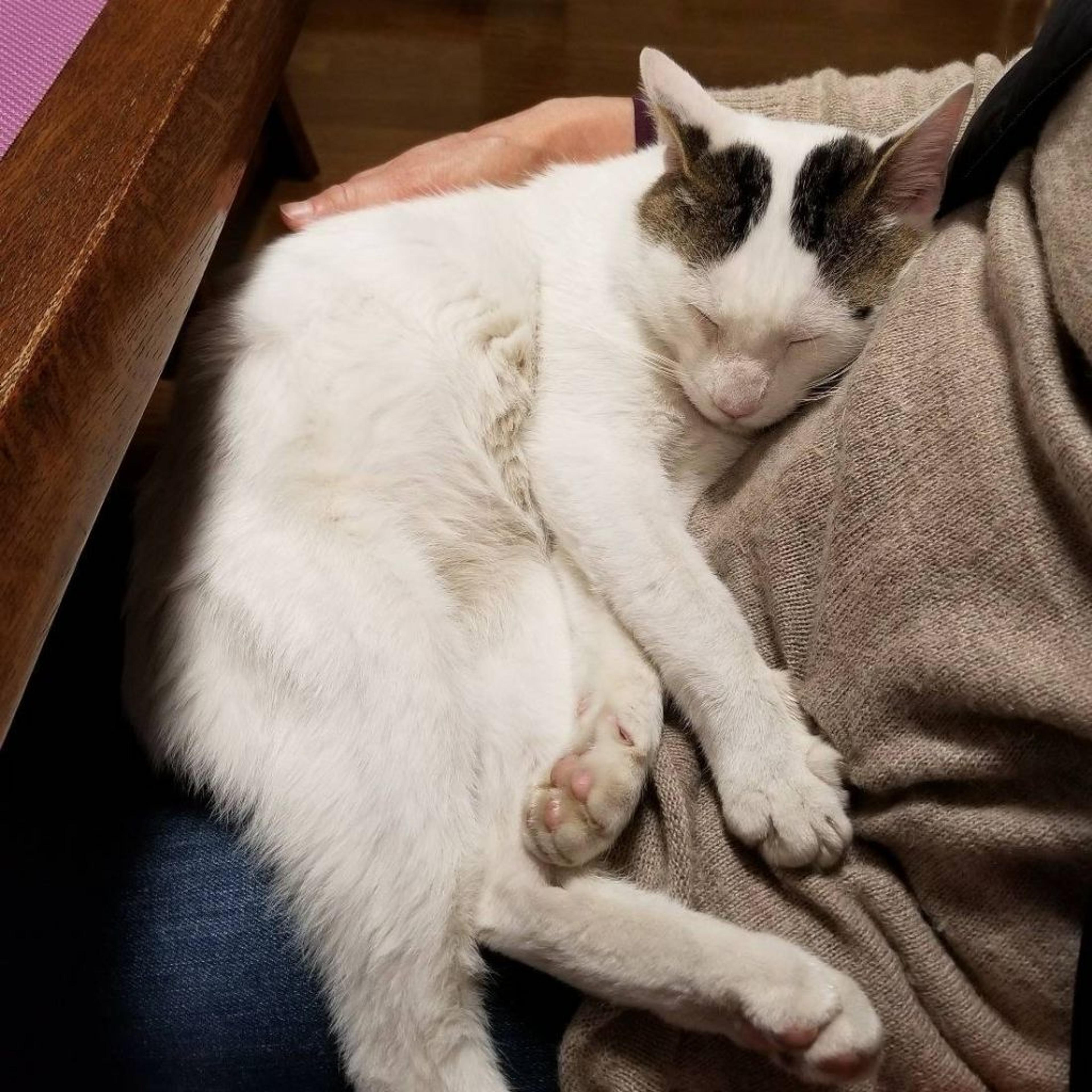 pet-image-2