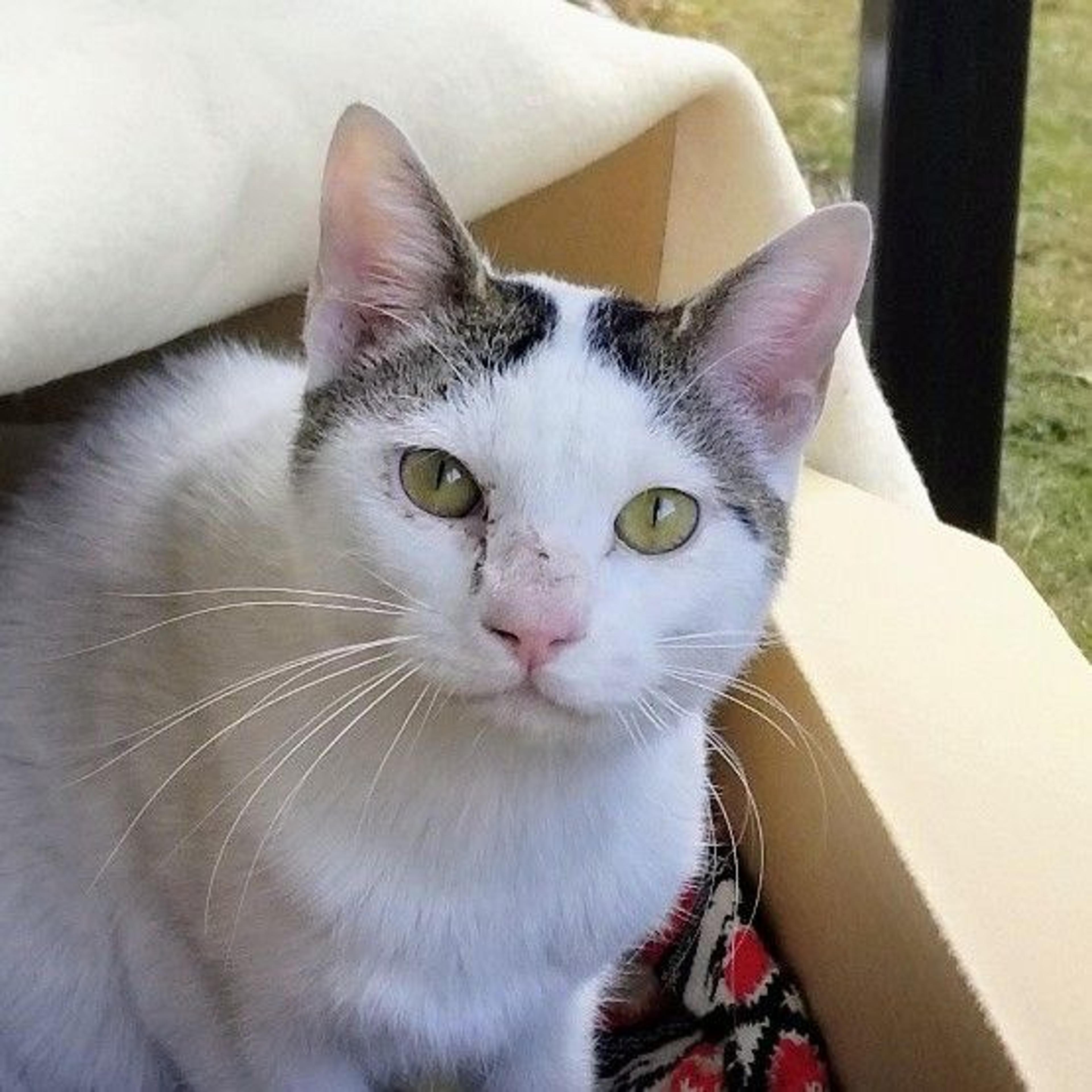 pet-image-3