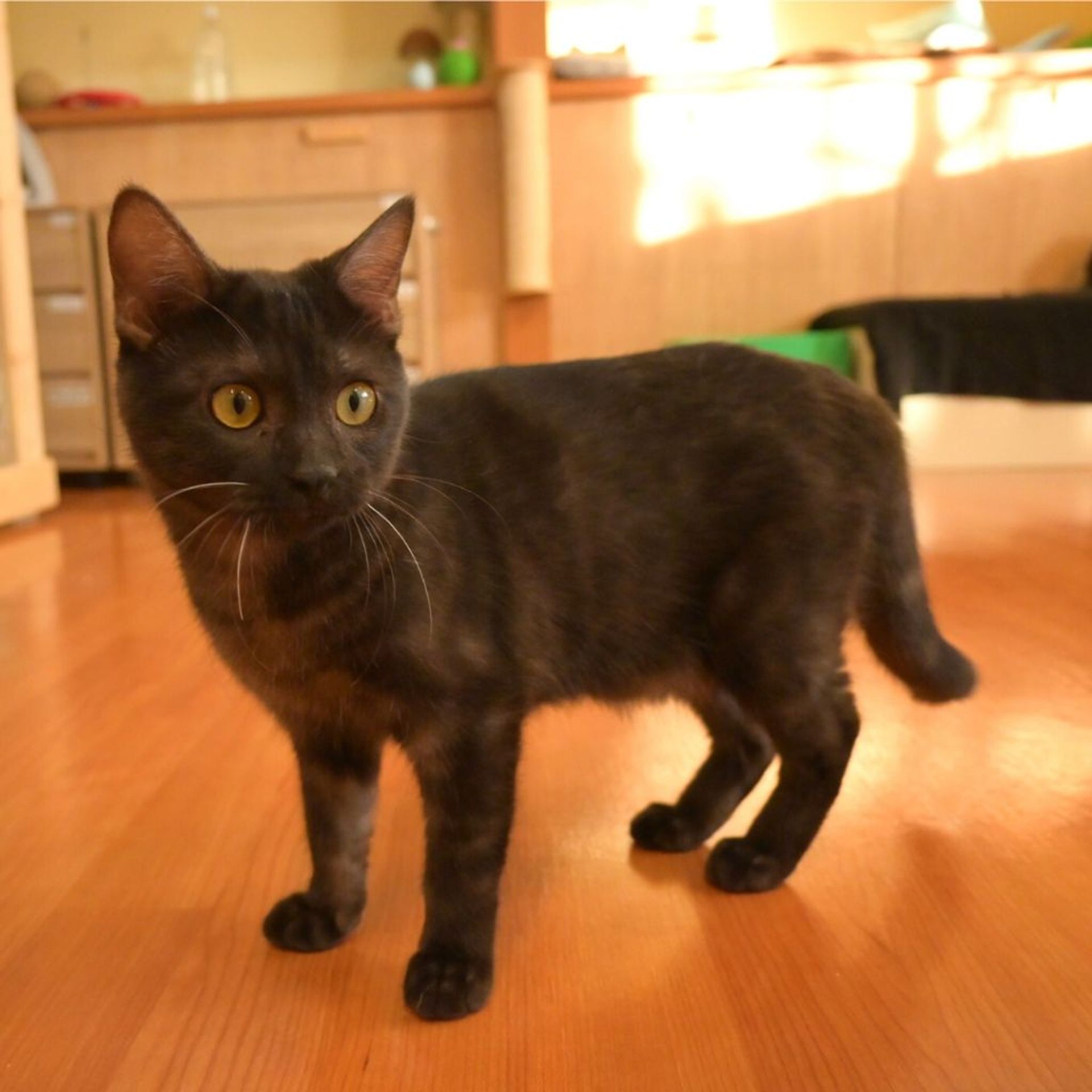 雑種（ミックス猫）・オスの里親募集の写真