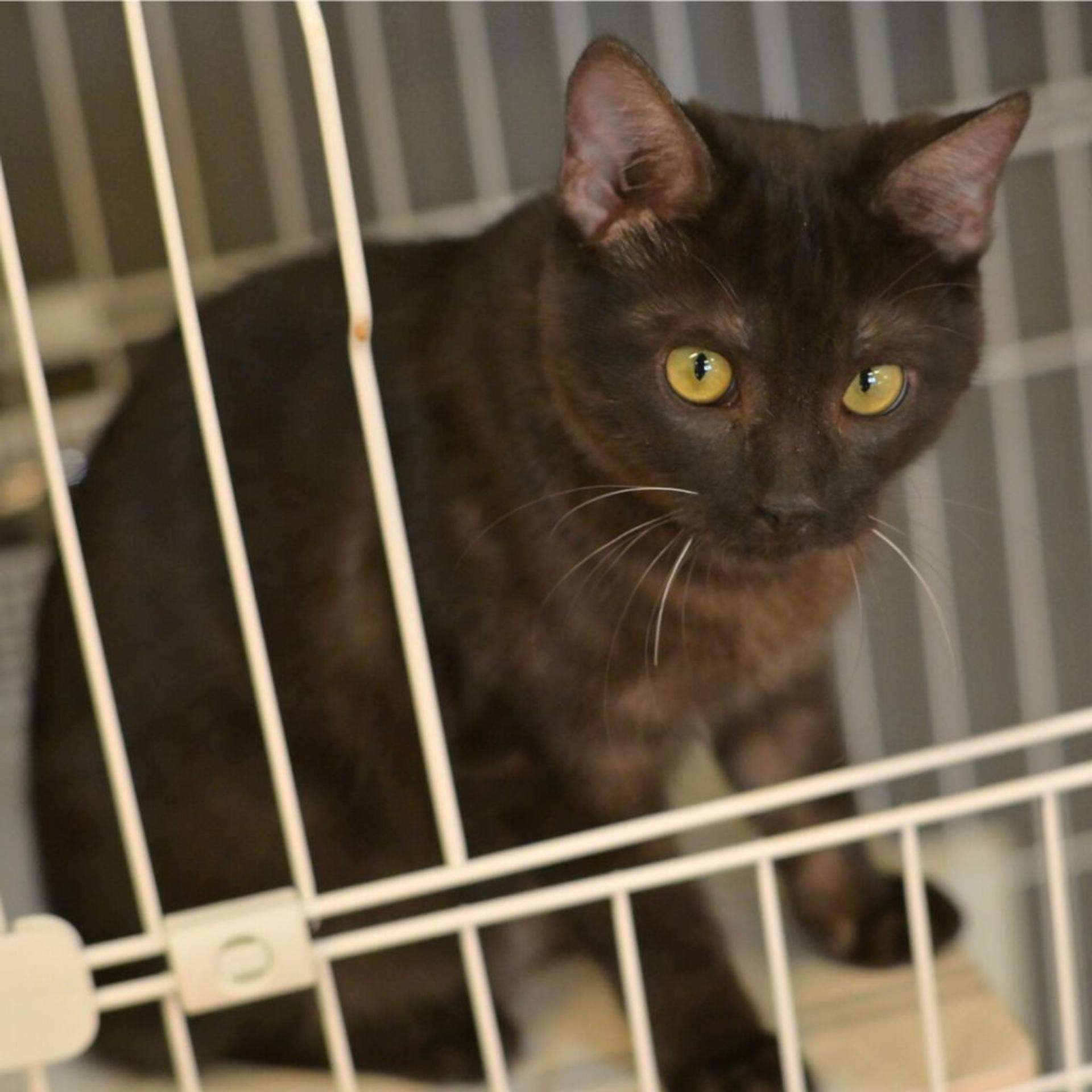 pet-image-4