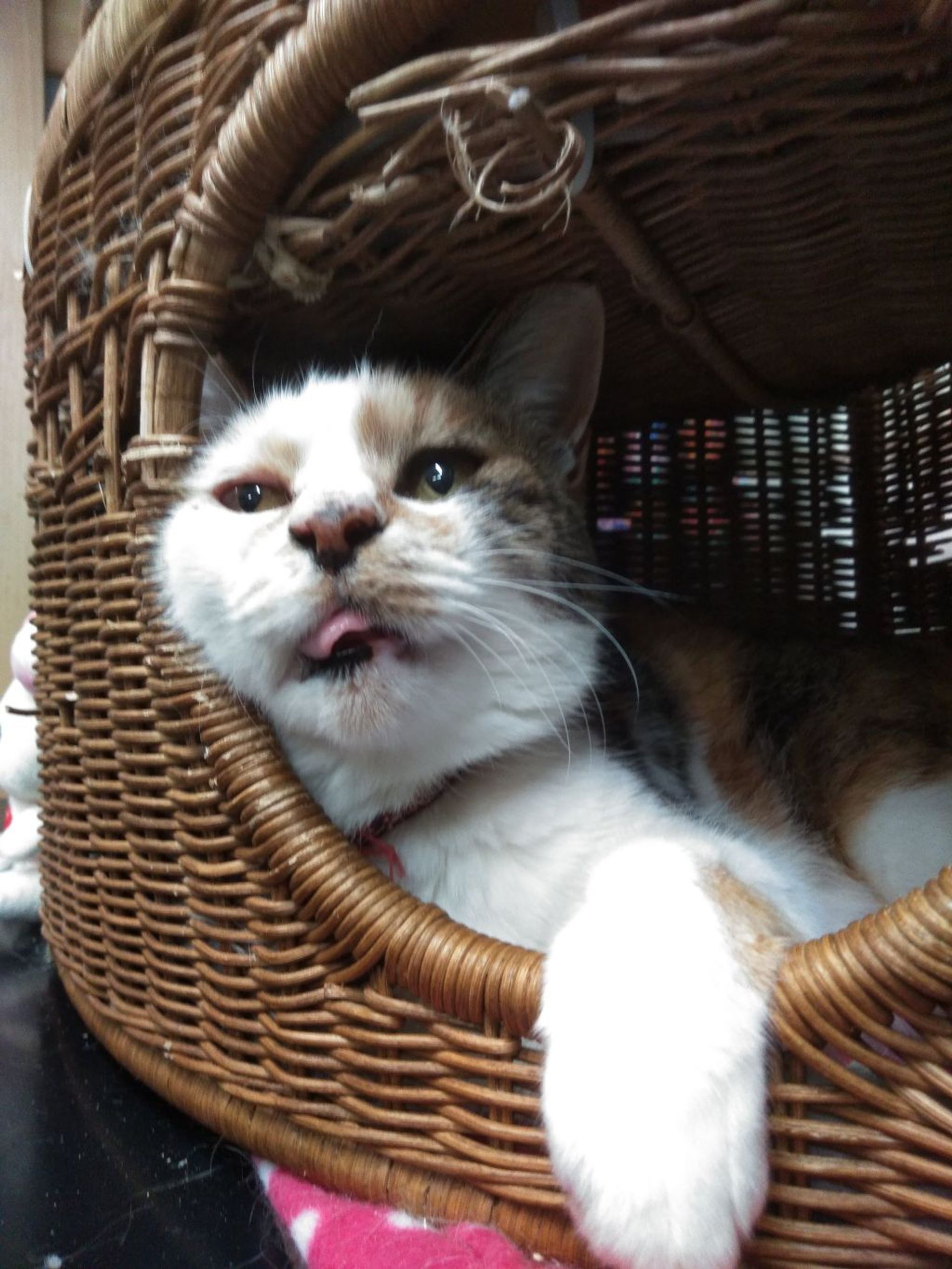 雑種（ミックス猫）・メスの里親募集の写真