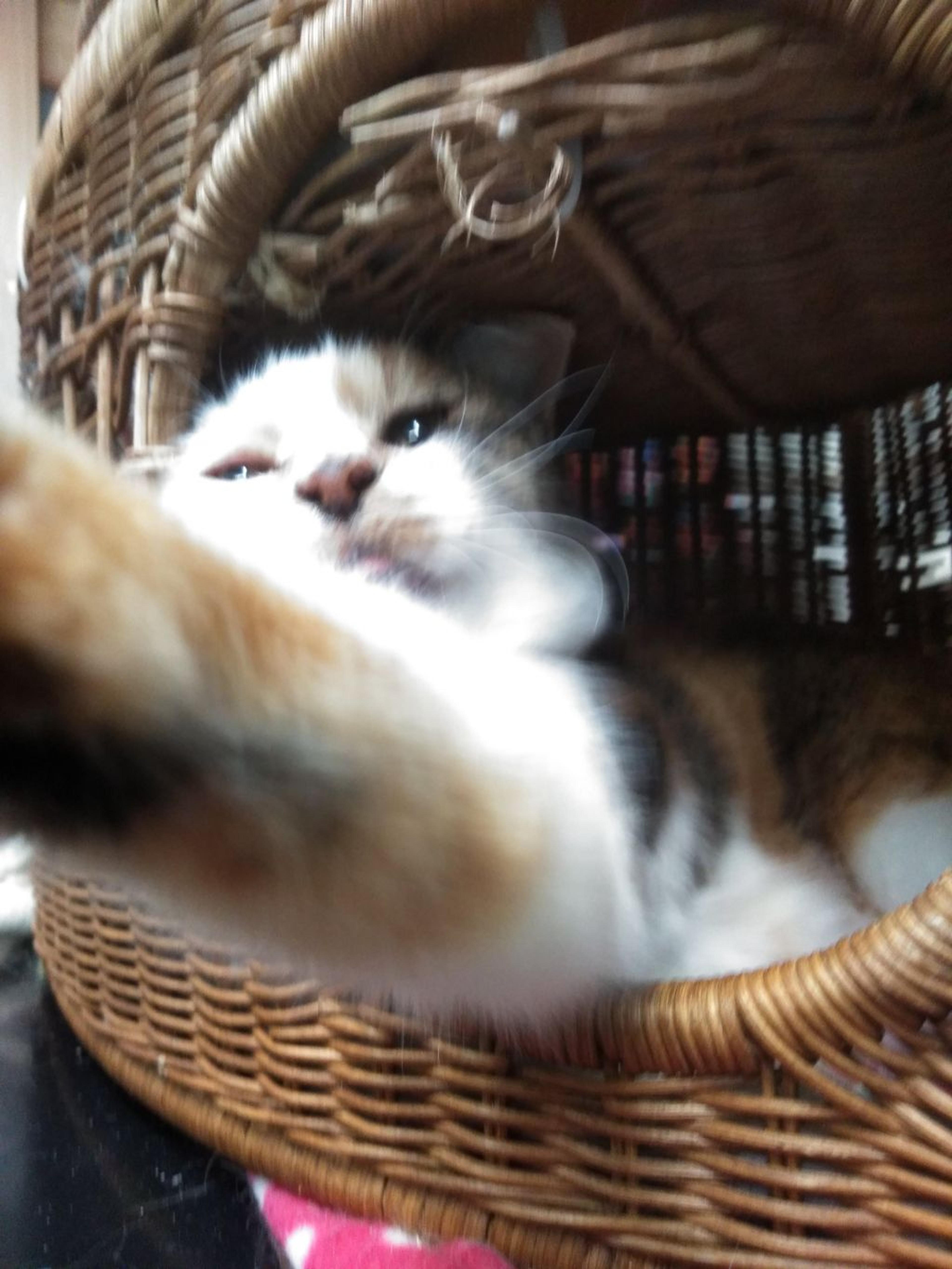 pet-image-2