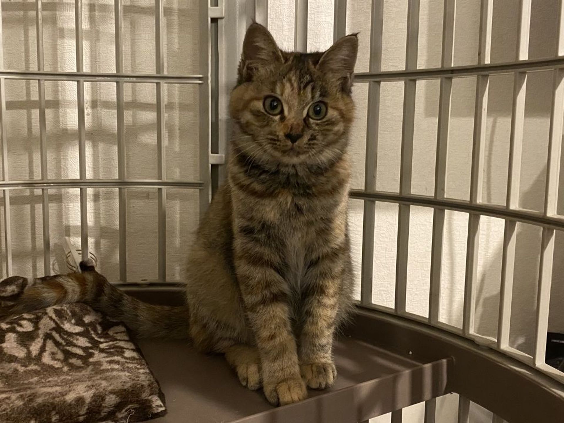 雑種（ミックス猫）・メスの里親募集の写真