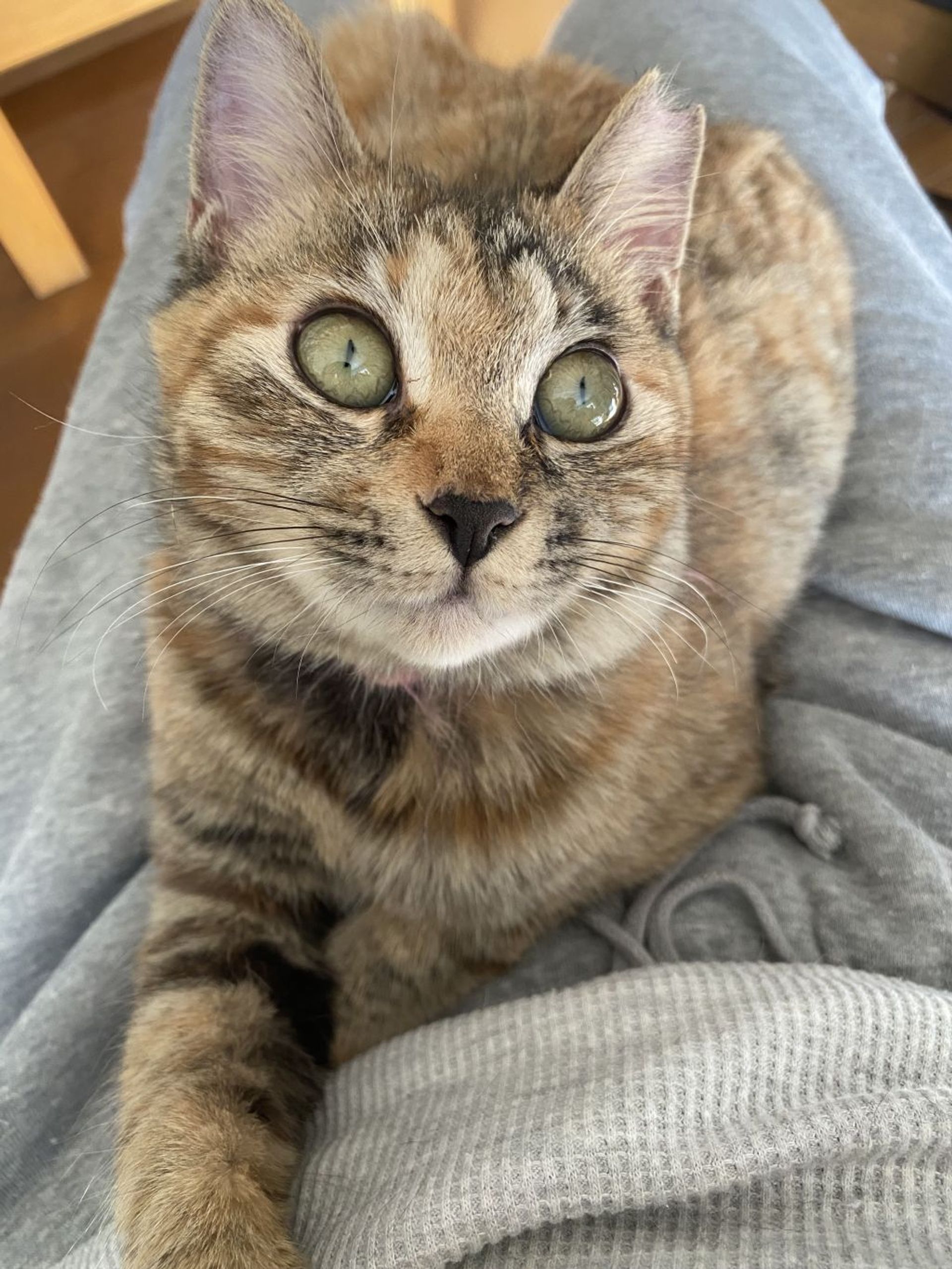 雑種（ミックス猫）・メスの里親募集の写真