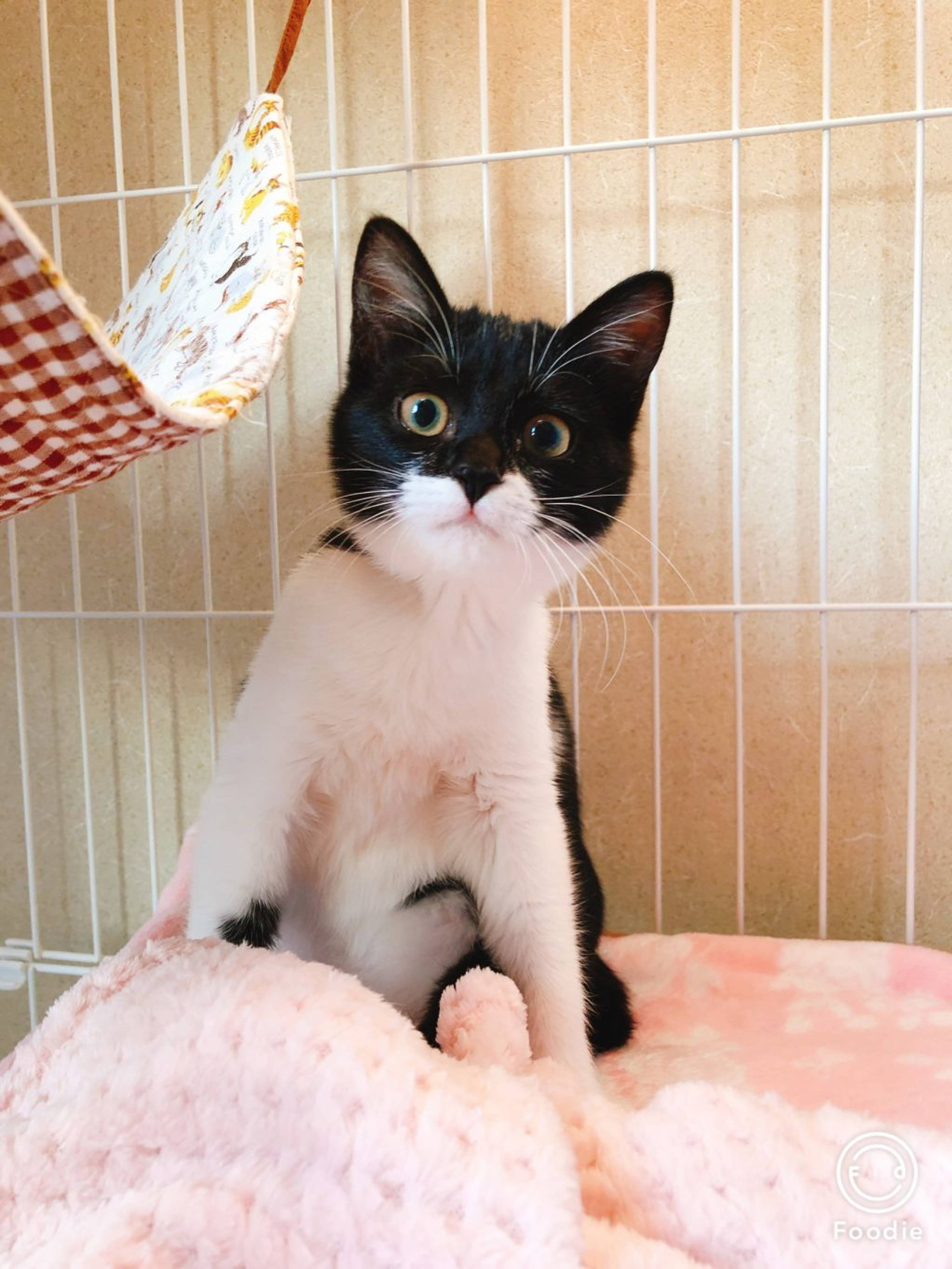 雑種（ミックス猫）・メスの里親募集の写真
