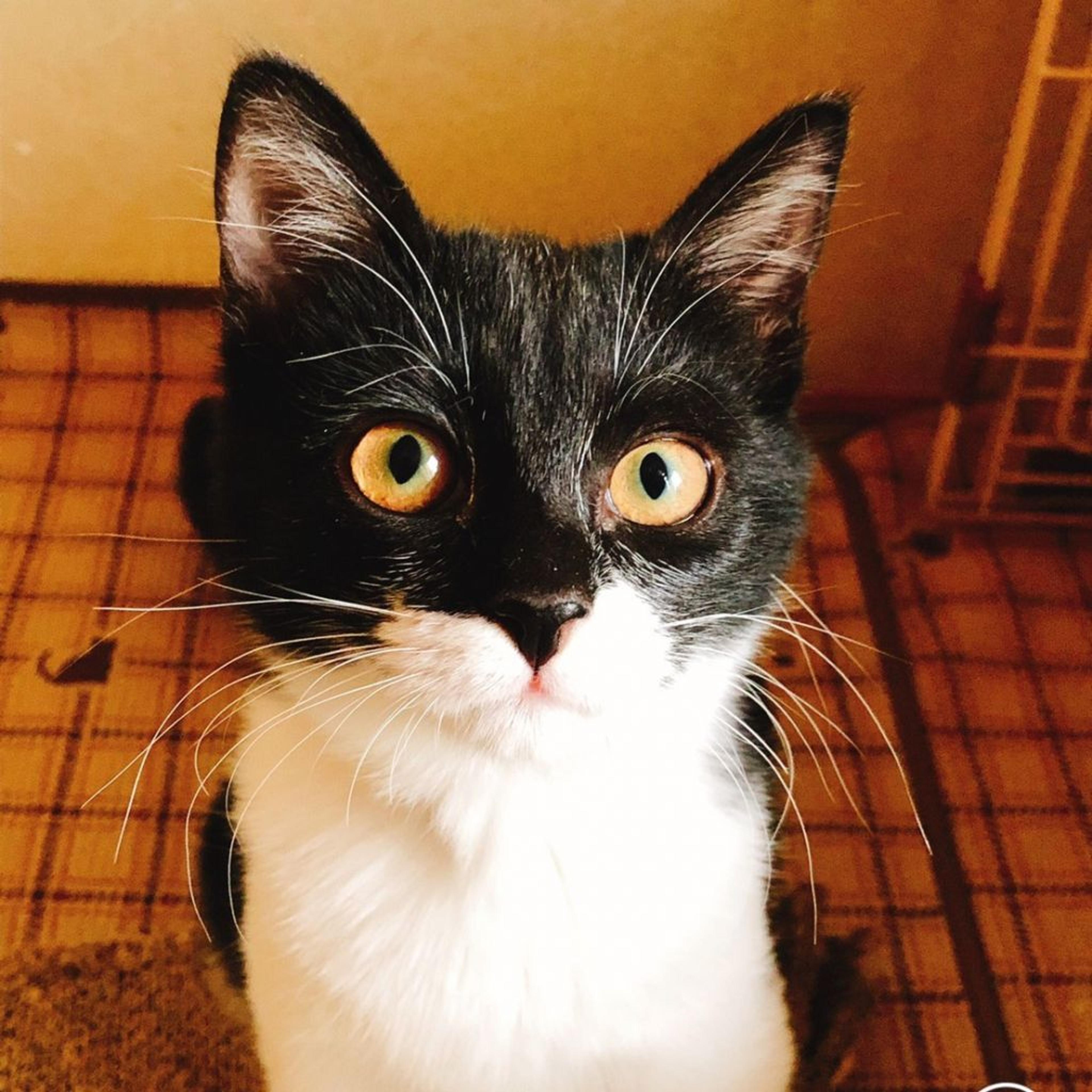 pet-image-2