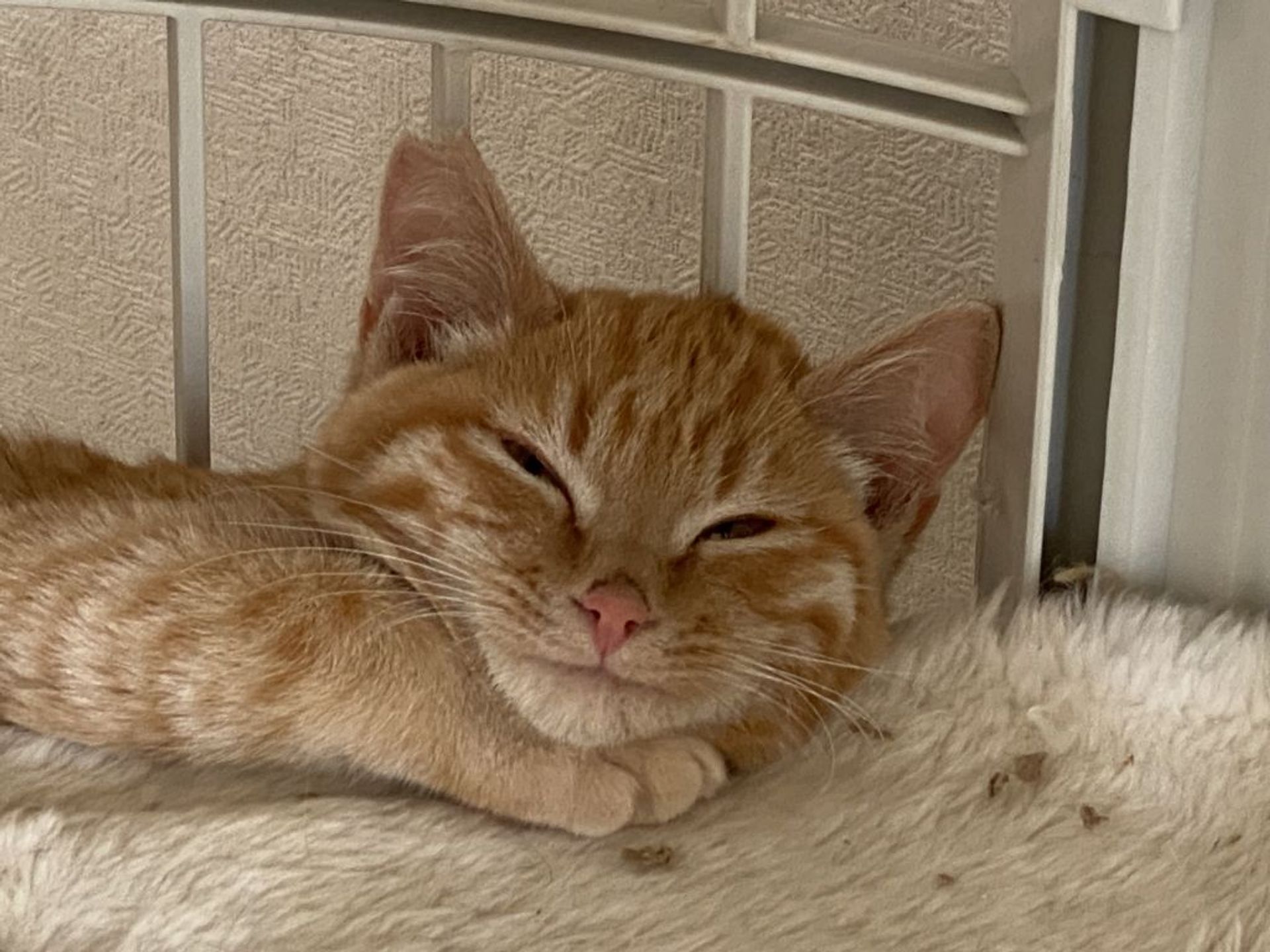 雑種（ミックス猫）・オスの里親募集の写真