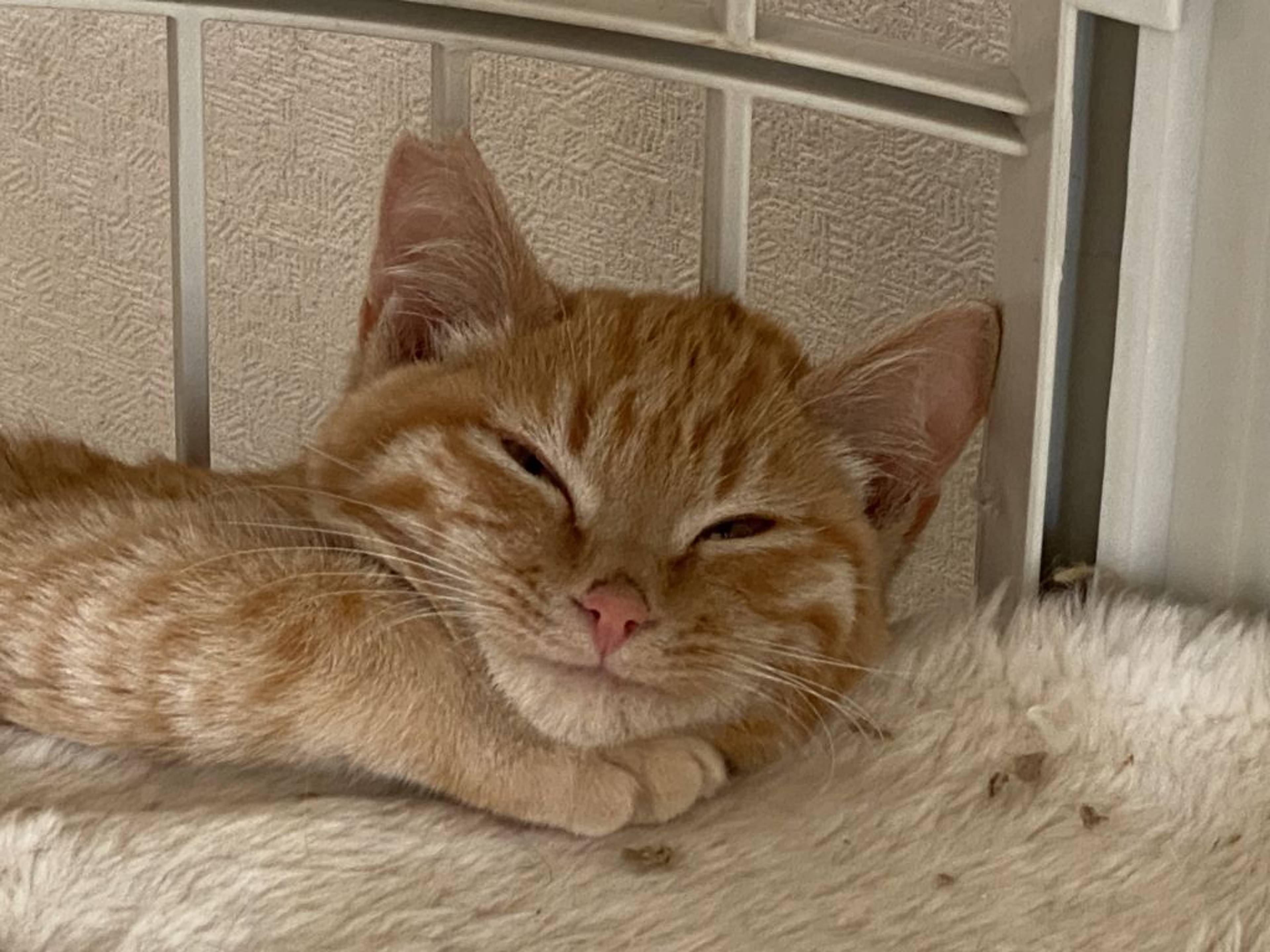 雑種（ミックス猫）・オスの里親募集の写真