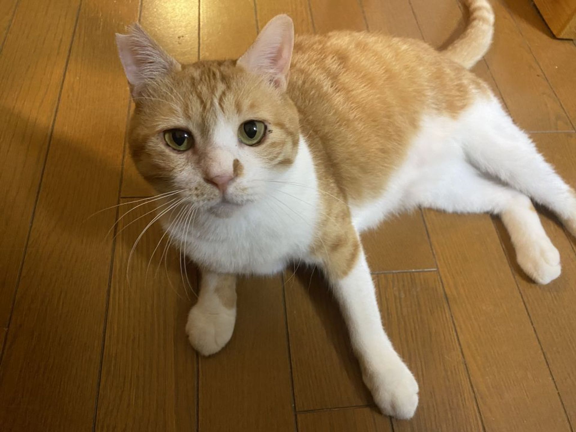 雑種（ミックス猫）・オスの里親募集の写真