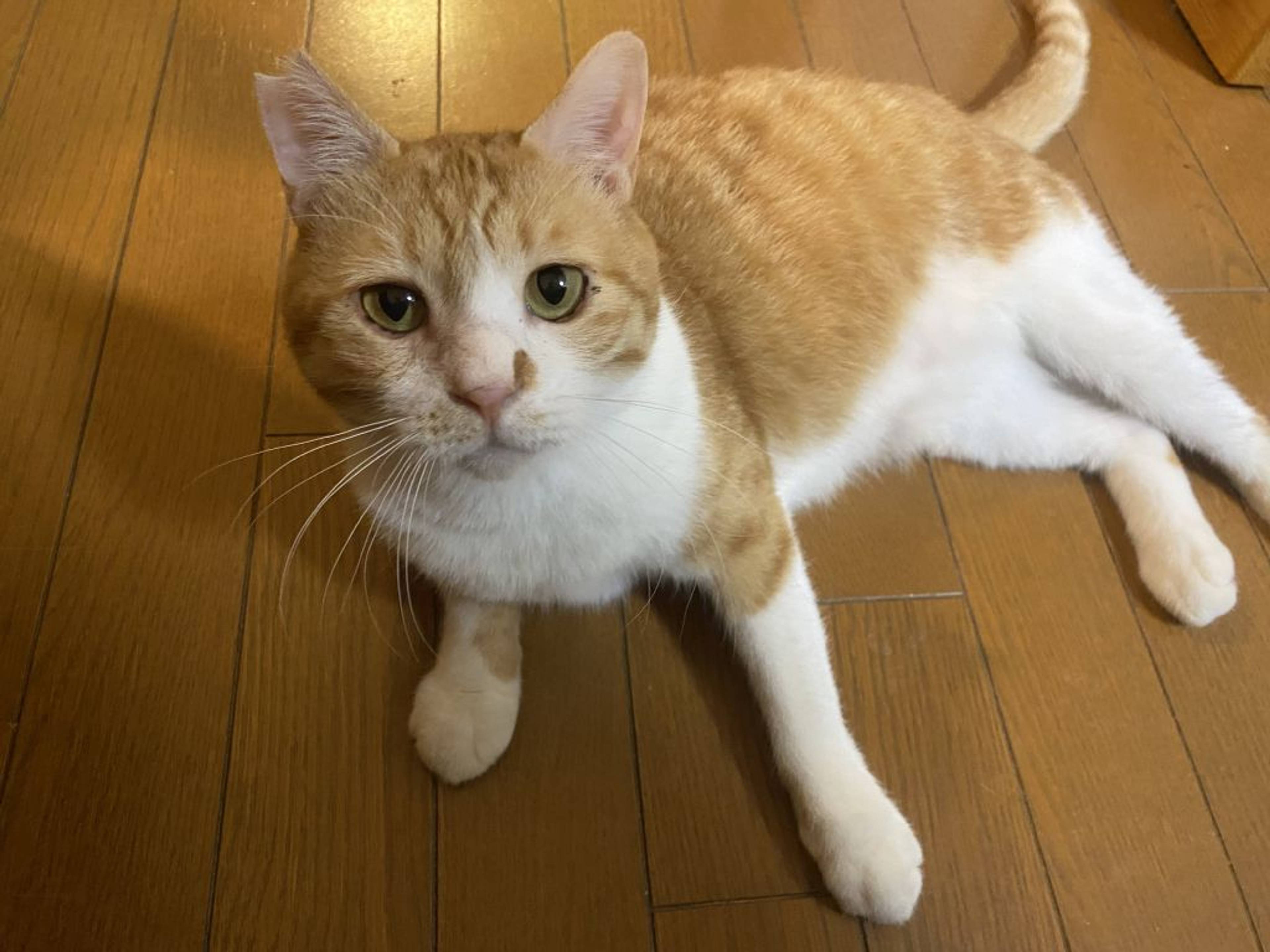 雑種（ミックス猫）・オスの里親募集の写真