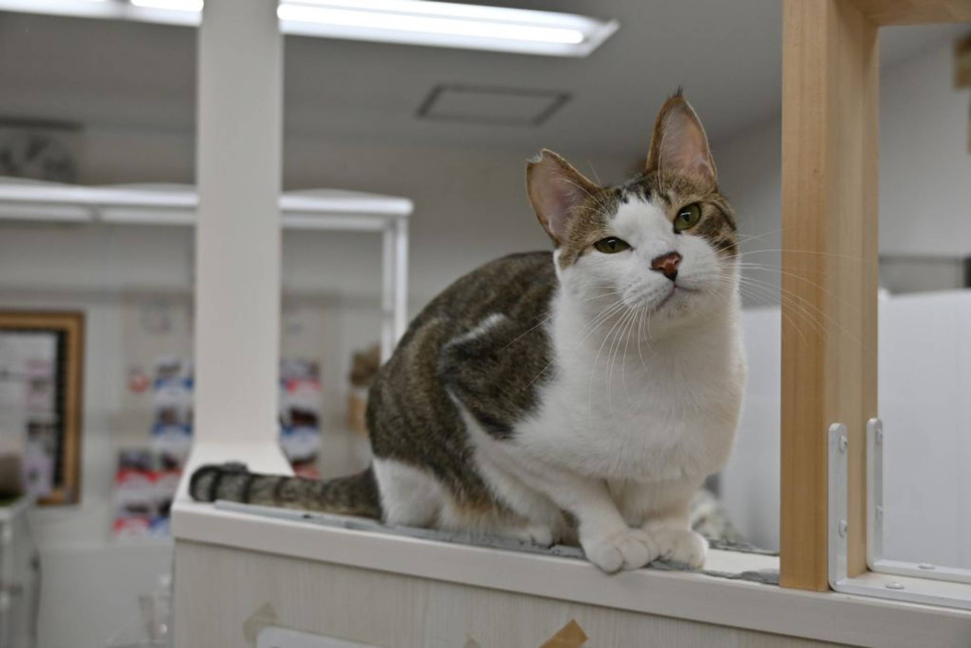 雑種（ミックス猫）・オスの里親募集の写真