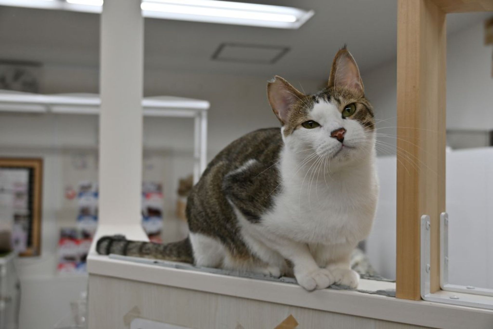 雑種（ミックス猫）・オスの里親募集の写真