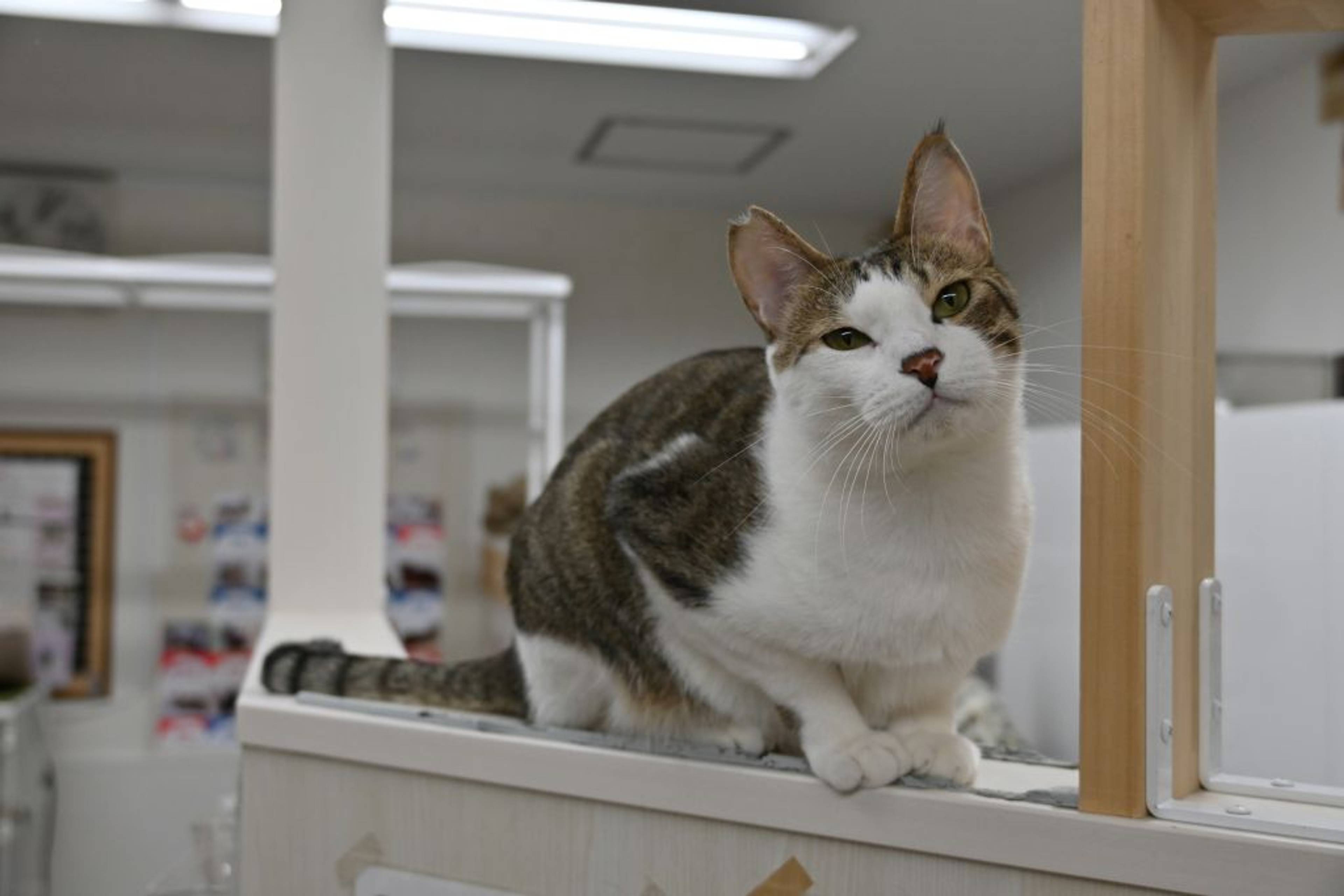雑種（ミックス猫）・オスの里親募集の写真