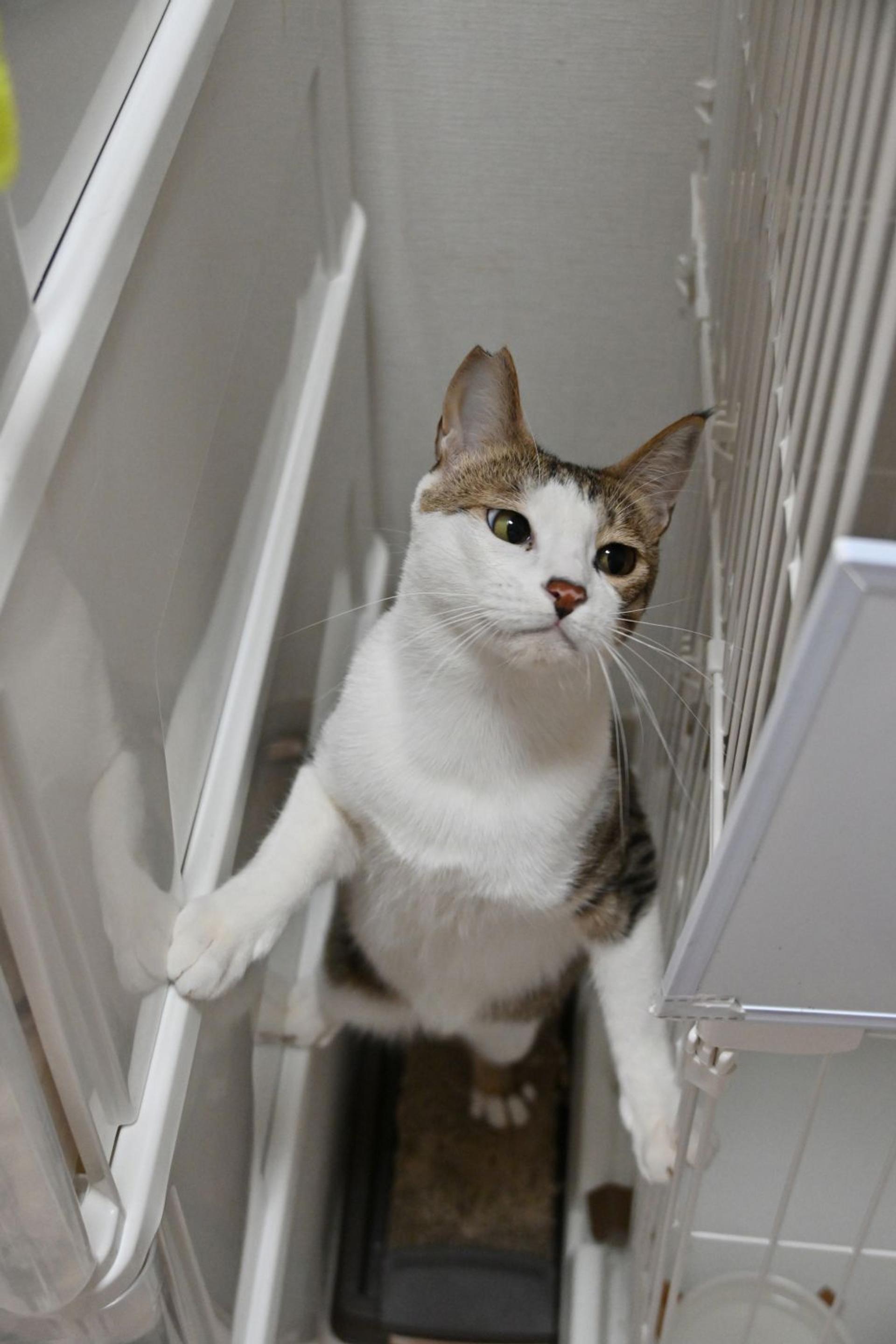 pet-image-4