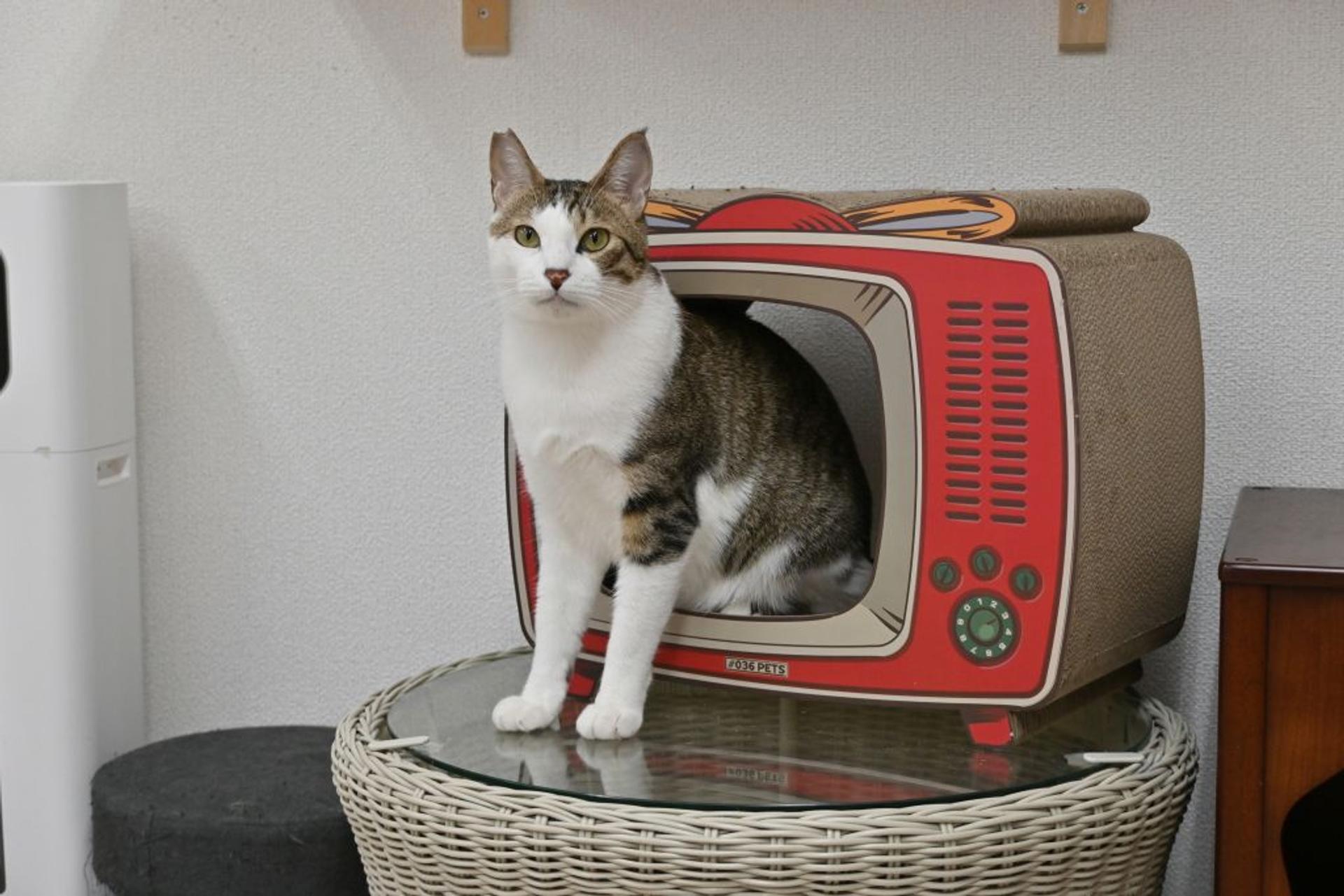 pet-image-6