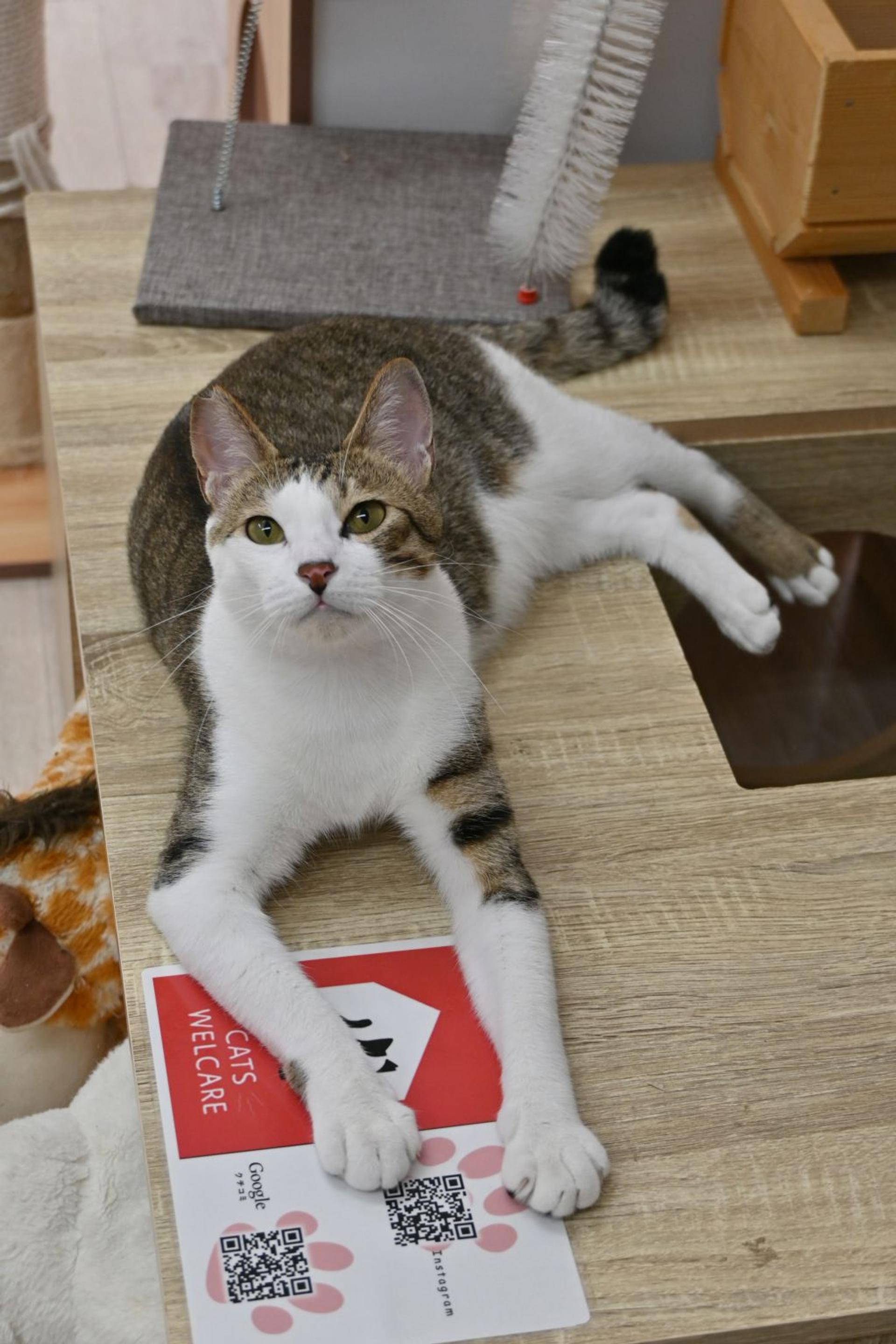 pet-image-9