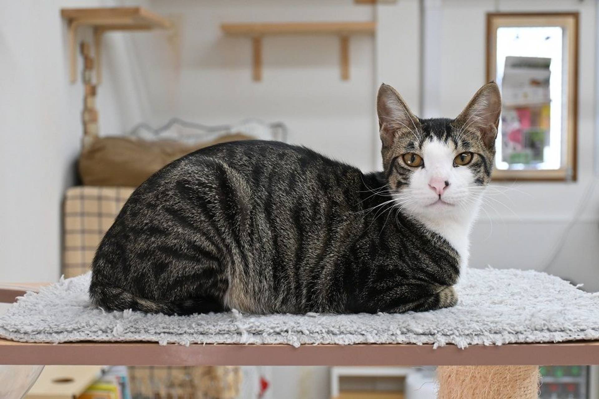 雑種（ミックス猫）・オスの里親募集の写真