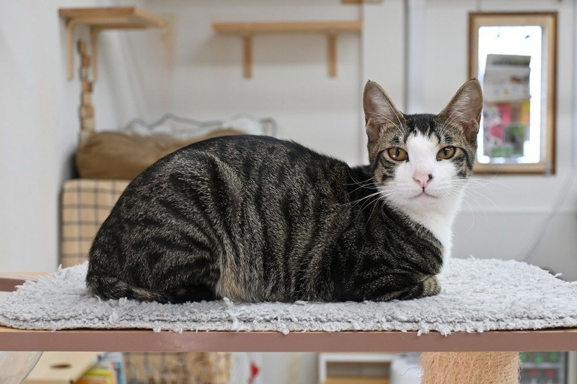 雑種（ミックス猫）・オスの里親募集の写真