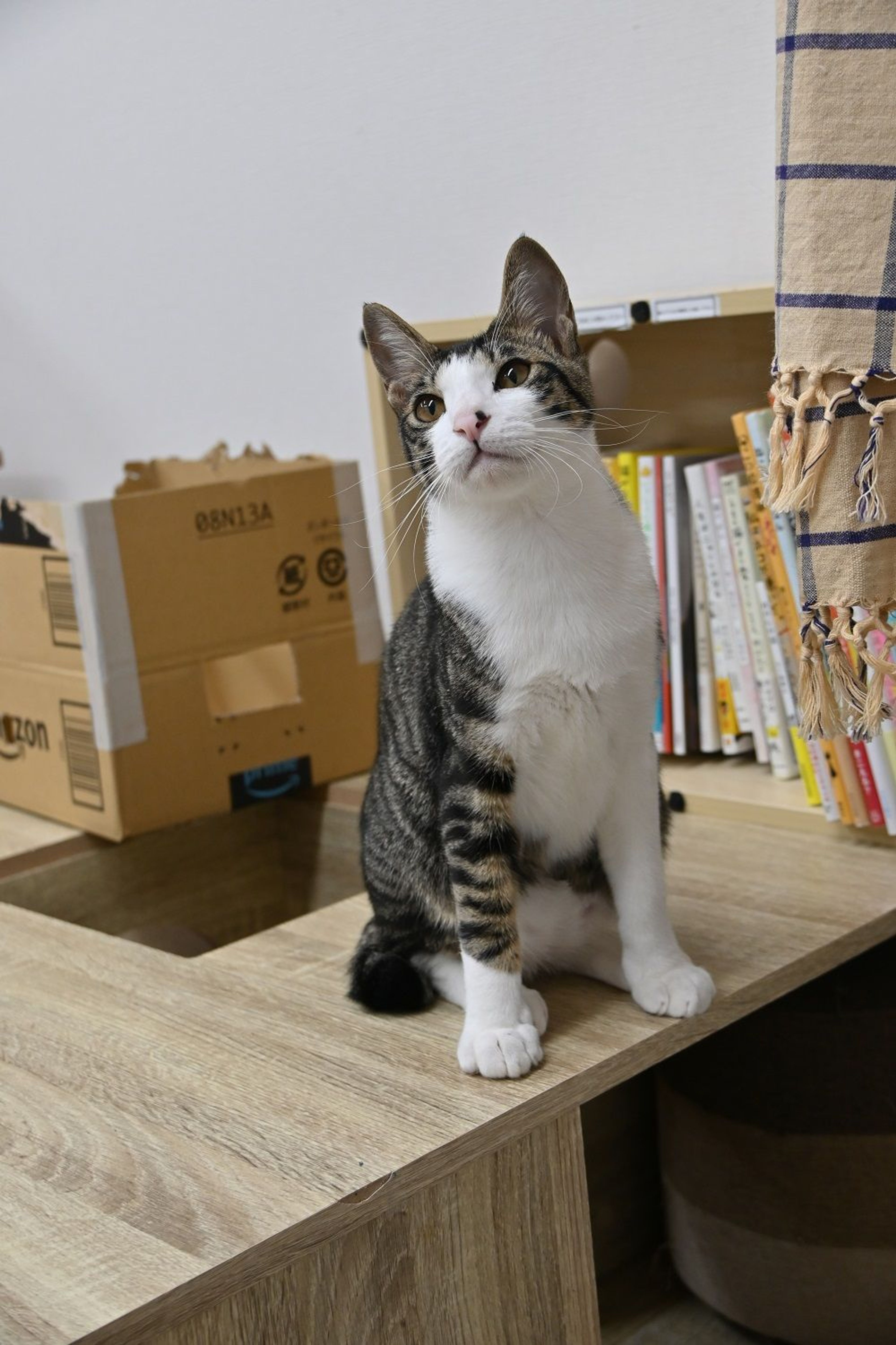pet-image-3