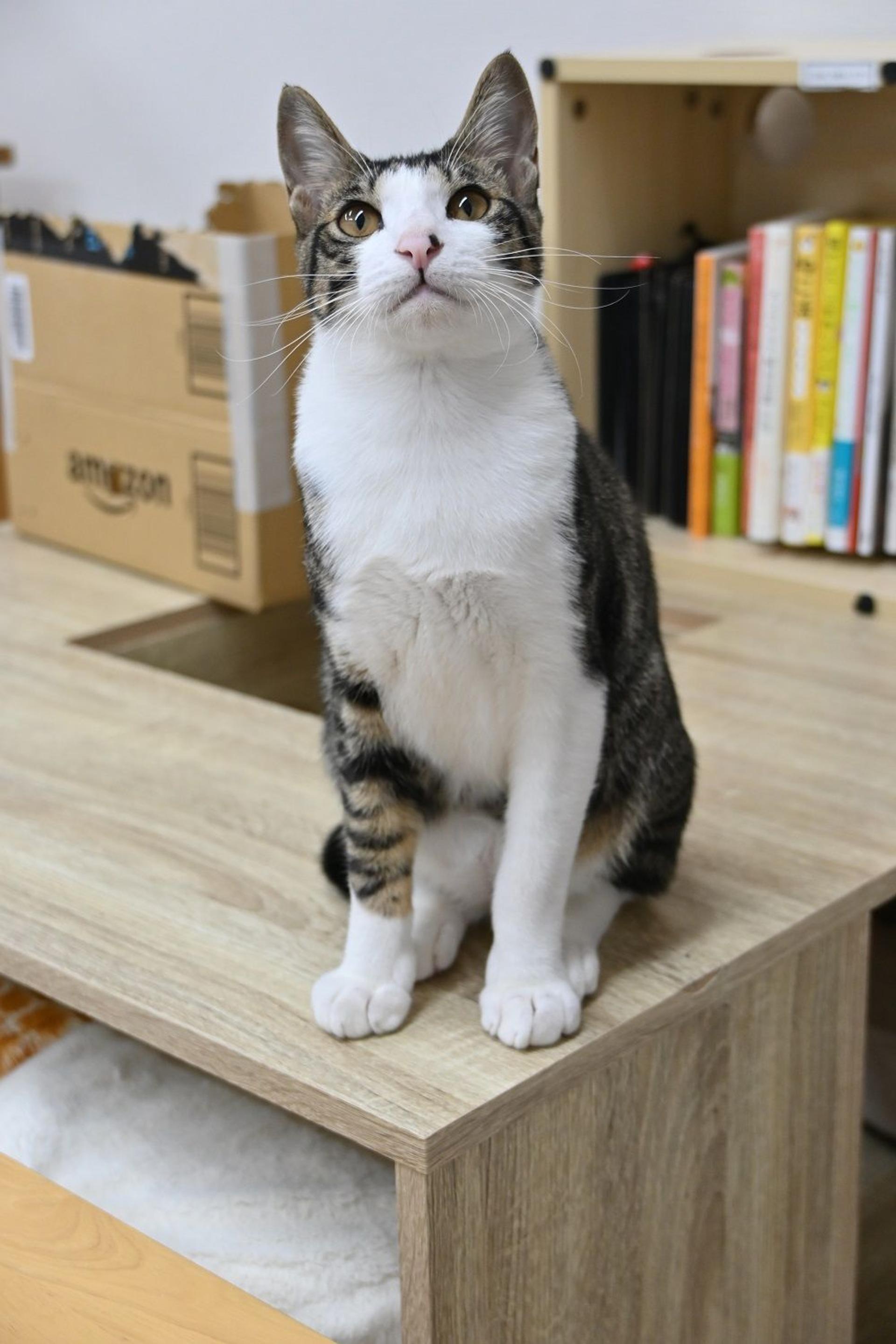 pet-image-4