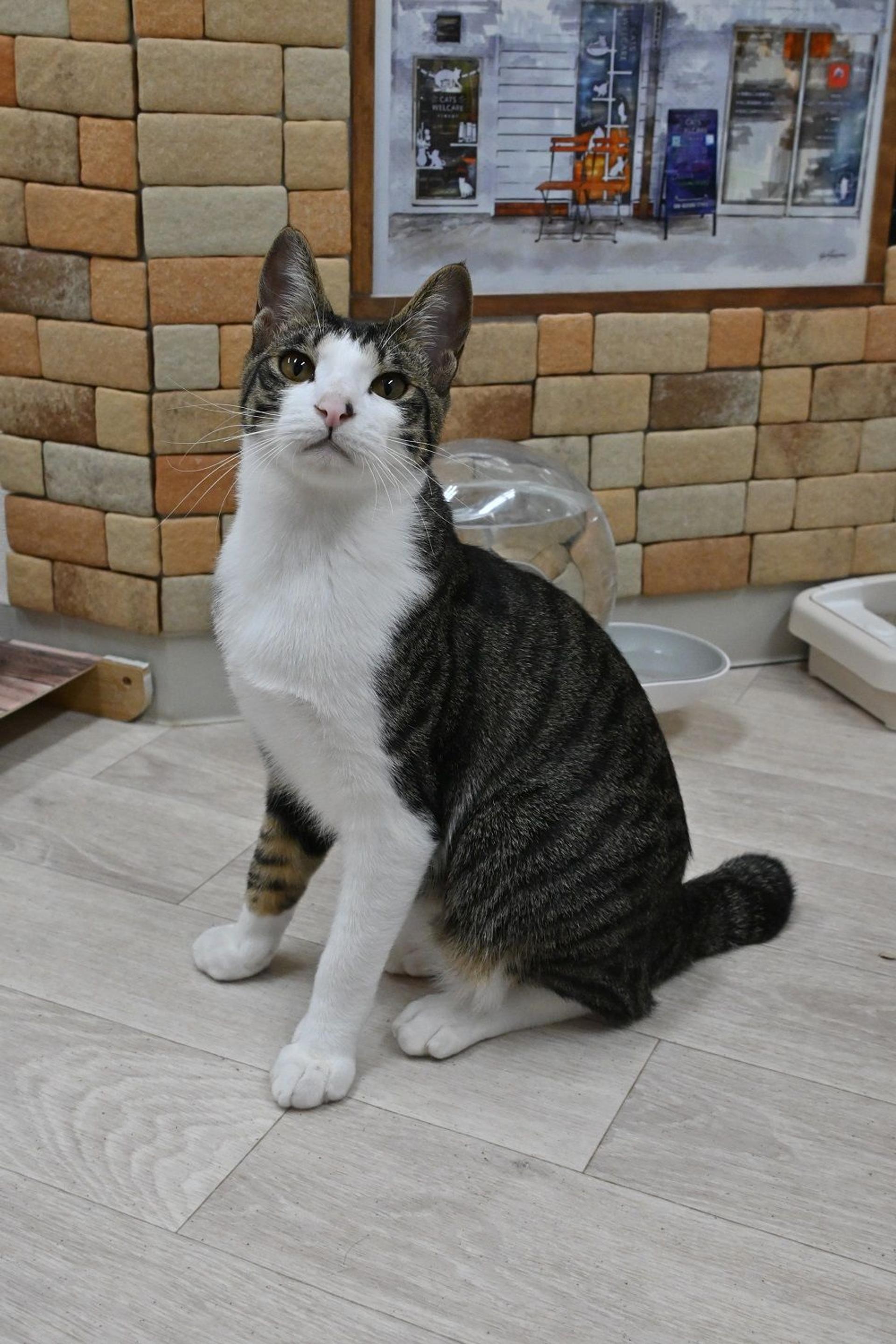pet-image-6