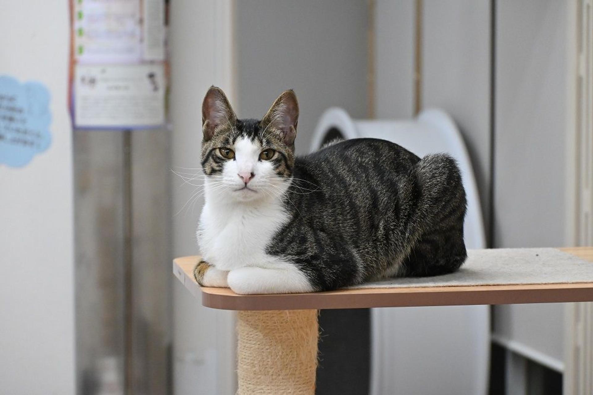 pet-image-7