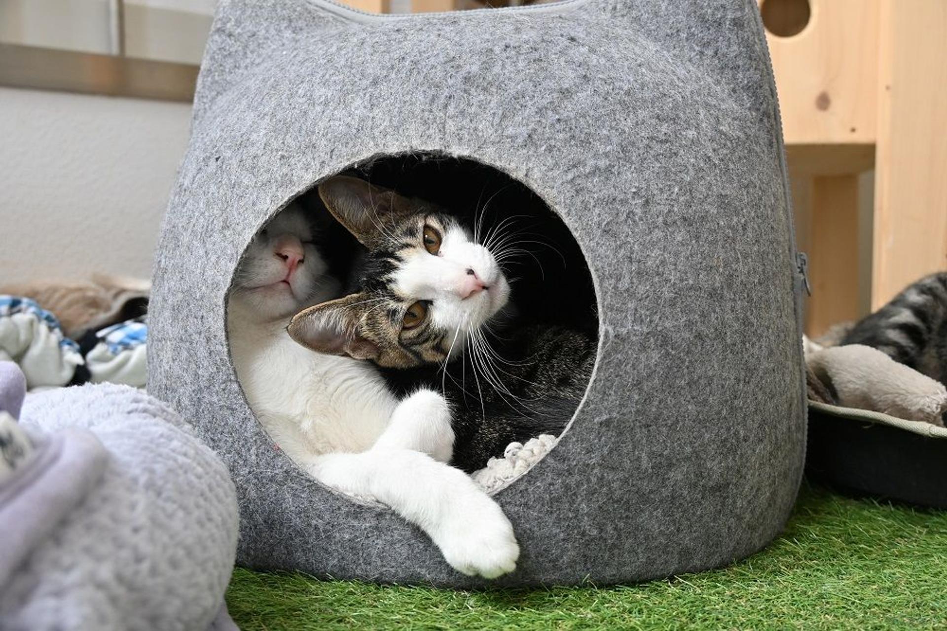 pet-image-9