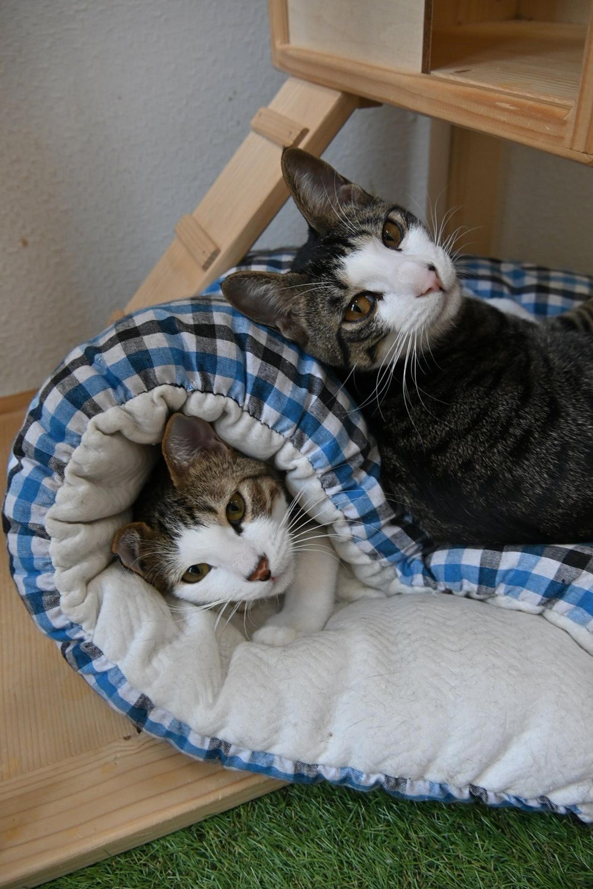 pet-image-10