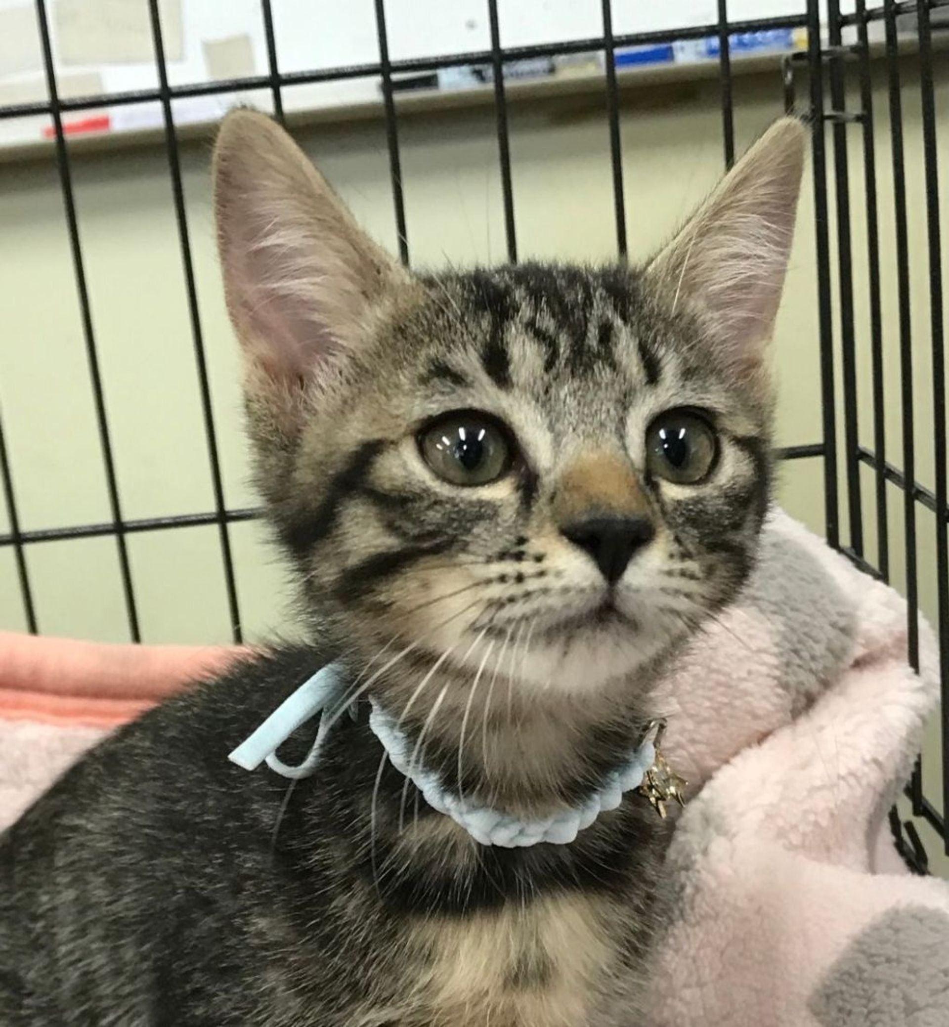 雑種（ミックス猫）・メスの里親募集の写真