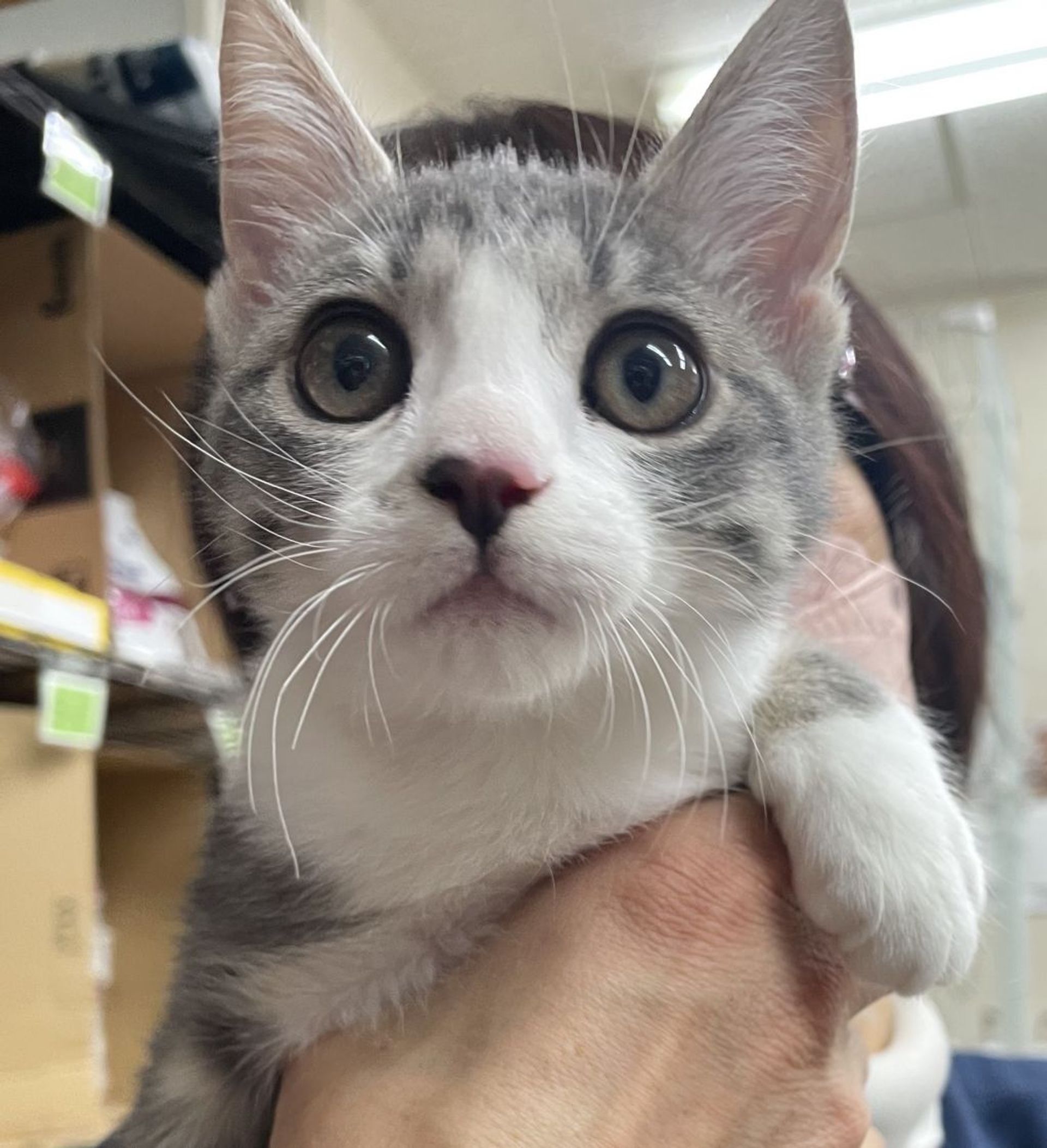 雑種（ミックス猫）・メスの里親募集の写真